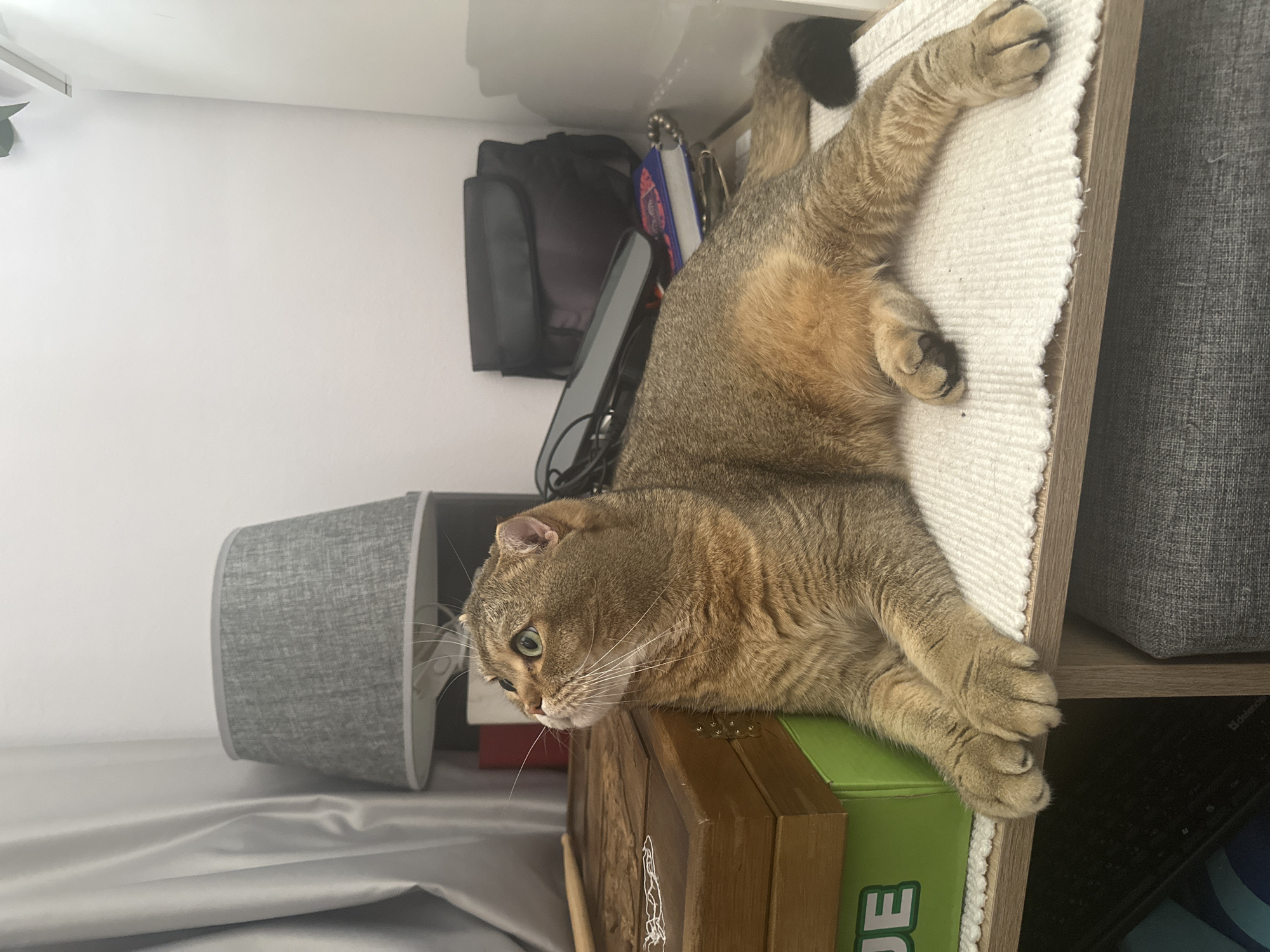 A golden-brown British Shorthair cat lies on a shelf in an indoor setting. The cat's head rests on a small wooden box with carved details, which is placed on top of a green box. The cat's body extends onto a white, textured surface, with its hind legs and tail extending upwards. In the background are various items including a gray storage box, a black bag, books, and a computer keyboard on the lower shelf. The wall is white. The location is not identifiable from this image.