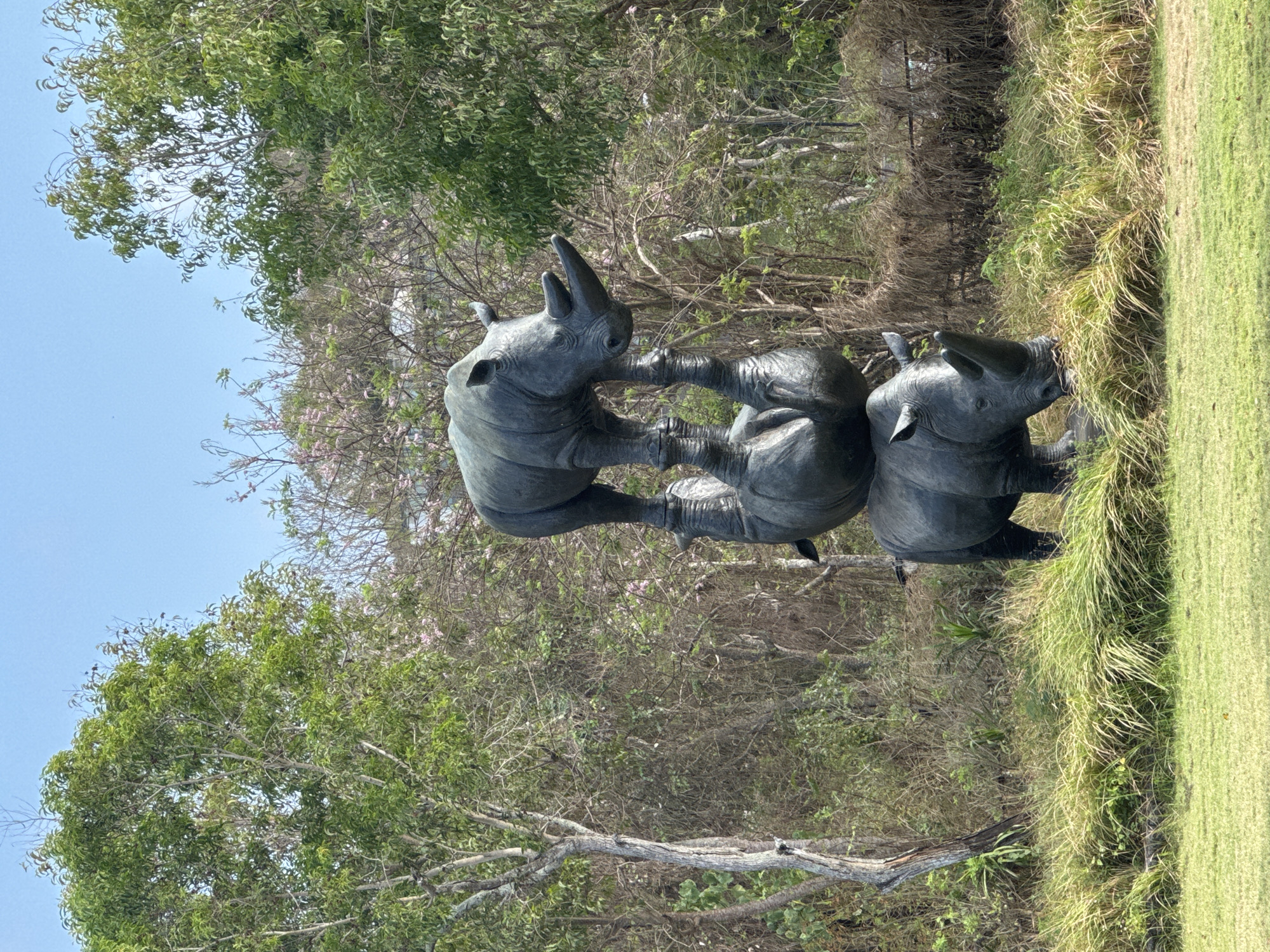 The image depicts a striking sculpture of three rhinoceroses stacked vertically, located in Kuta Selatan, Indonesia. The bottom rhinoceros stands firmly on a grassy area, with its head down, as if grazing. Balanced precariously on its back is a second rhinoceros, upside down, with its legs in the air. Perched atop the upside-down rhino is the third rhinoceros, also standing upright, with its head raised. The sculpture is made of a dark, metallic material that resembles bronze or iron.
The surrounding environment is a natural landscape featuring lush greenery. Tall trees with dense foliage form a backdrop, with some bare branches and hints of pink blossoms visible amongst them. The ground is covered in a mix of short, manicured grass in the foreground and taller, wilder grasses and vegetation further back. The sky is a clear, bright blue, suggesting a sunny day. The overall scene combines art and nature, creating a unique and visually arresting display in an outdoor setting.