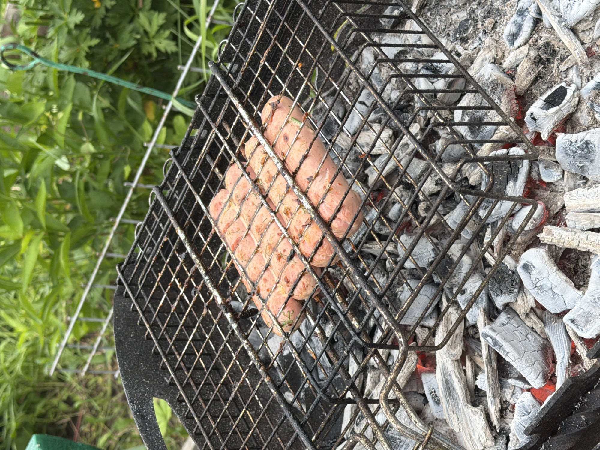 The image shows a close-up view of sausages being grilled over hot coals in an outdoor setting. The focus is on the grill grate with several uncooked sausages resting on it. The sausages are pinkish in color and appear to be seasoned with herbs. Below the grate, glowing red embers and grey ash from the burnt coals are visible, indicating that the grill is hot and ready for cooking.
The background is blurred, but it suggests a natural environment with green foliage, possibly grass and plants. A thin green string is also visible in the top left corner, adding to the outdoor feel. The lighting suggests it might be daytime, possibly a sunny day, given the brightness and natural colors.
The overall scene evokes a sense of outdoor cooking, likely a barbecue or a casual meal preparation. There are no people visible in the image, and no text is present. The image captures a moment of anticipation before the sausages are fully cooked. The location context of Petukhi, Russia, further situates this scene within a rural or suburban outdoor environment typical for such activities.