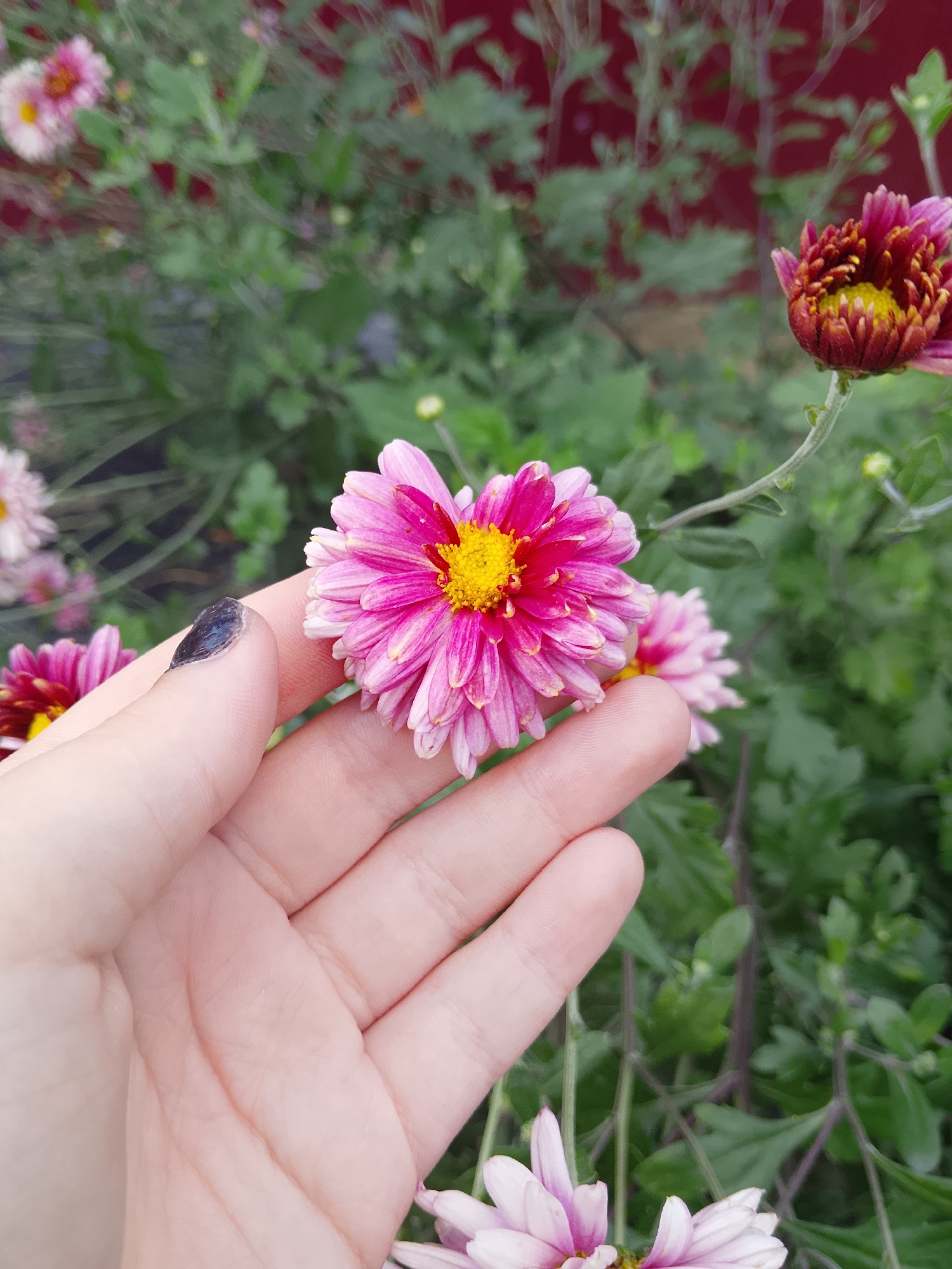 A human hand with a dark fingernail is gently touching a pink chrysanthemum flower with a yellow center. The flower has many delicate petals. In the background, there are other pink and red flowers and green foliage, suggesting a garden setting. The image is taken from a close-up perspective, with the hand and the central flower being the main focus. There is no indication of the city of Verkhopol'e, Russia.