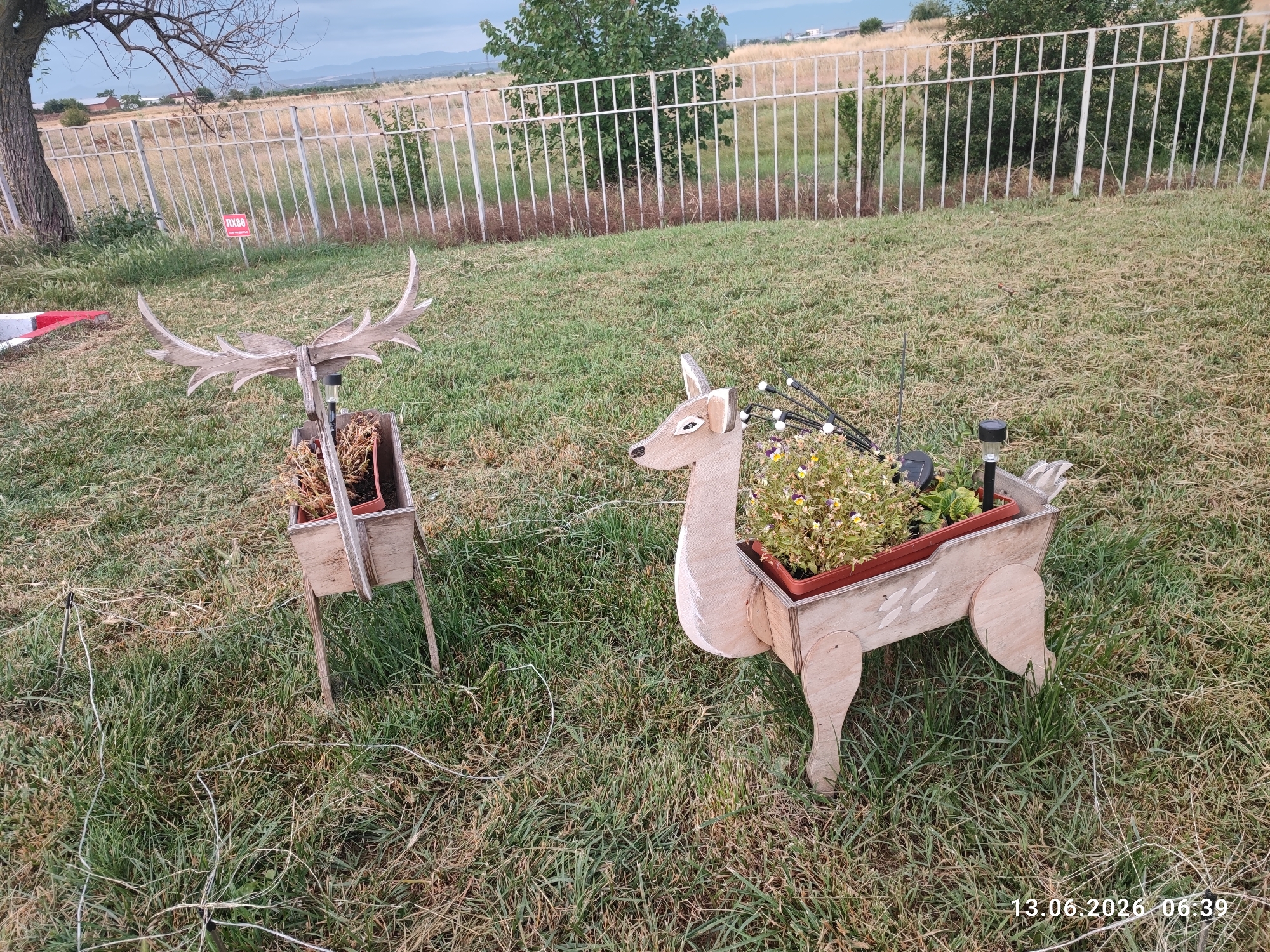 In the city of Belozem, Bulgaria, on the morning of June 13, 2026, two wooden decorative deer are positioned in a grassy area. The deer are designed to function as planters. The deer on the left has antlers and a planter filled with dried straw. The deer on the right is filled with small flowering plants and has a solar-powered garden light. In the background, a white metal fence separates the yard from a field. A red sign with white lettering is attached to the fence. The sky is overcast.