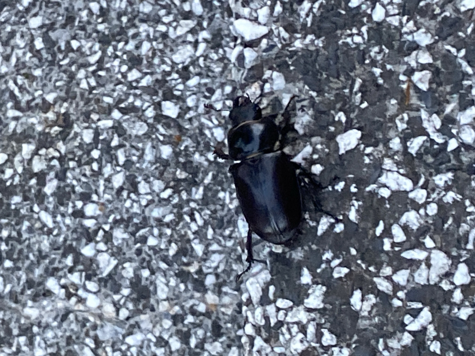 A black beetle with prominent mandibles is positioned on a gravel surface. The beetle is oriented horizontally in the center of the frame. The surface appears to be asphalt or a similar composite material with small, irregularly shaped white and dark grey pebbles embedded within it. The lighting suggests it is daytime, with the sun casting a subtle shadow to the right of the beetle. The background is a uniform continuation of the gravel texture. There are no people or other discernible objects in the immediate vicinity.