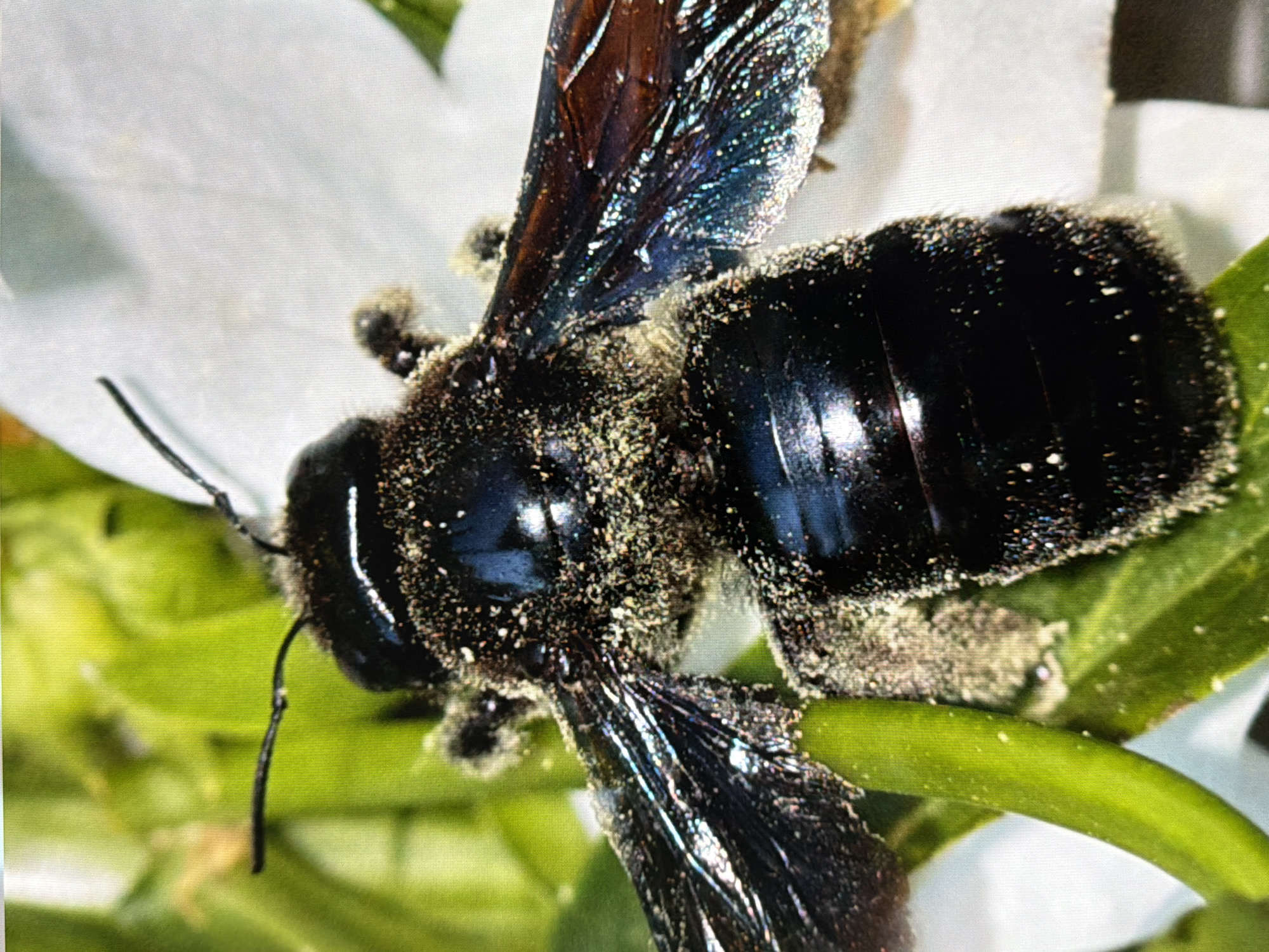 The image is a close-up macro photograph of a large, dark-colored bee covered in yellow pollen, perched on a white flower petal. The bee has iridescent, dark wings that are partially obscured by pollen. Its body is segmented and appears to be covered in fine hairs. Green foliage is visible in the background, out of focus. The image does not contain any identifiable landmarks or context that would allow for the determination of its location within the city of Kyiv, Ukraine.