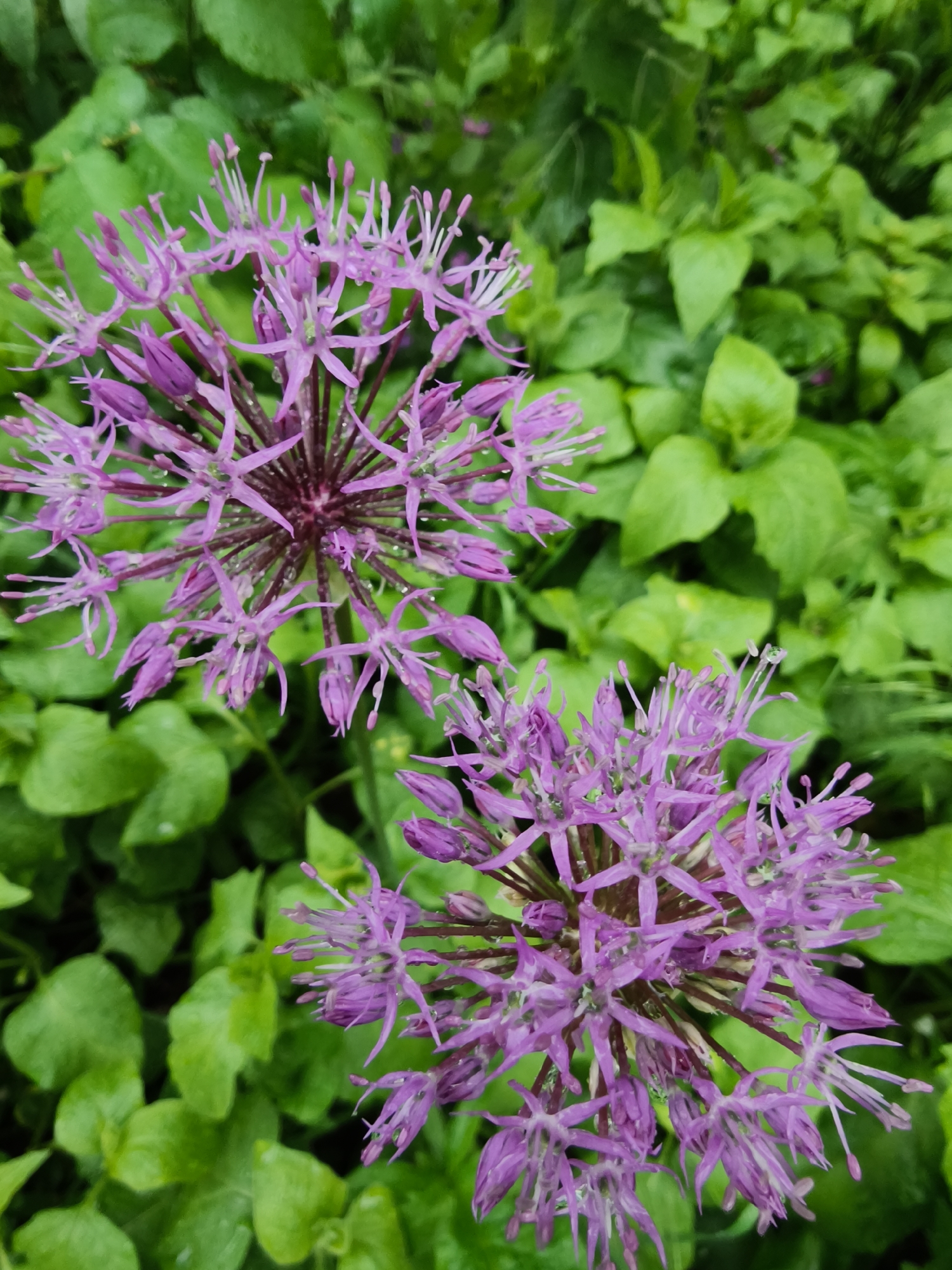 The image shows two Allium flowers in full bloom, with their characteristic spherical shape and numerous small purple florets radiating outwards. Water droplets are visible on the petals and leaves, suggesting recent rain. The flowers are surrounded by lush green foliage, with glossy leaves indicating a well-watered environment. The location is likely a garden or park, but there is no information to indicate it is in the city of Kryvyi Rih, Ukraine. There are no people present in the image.