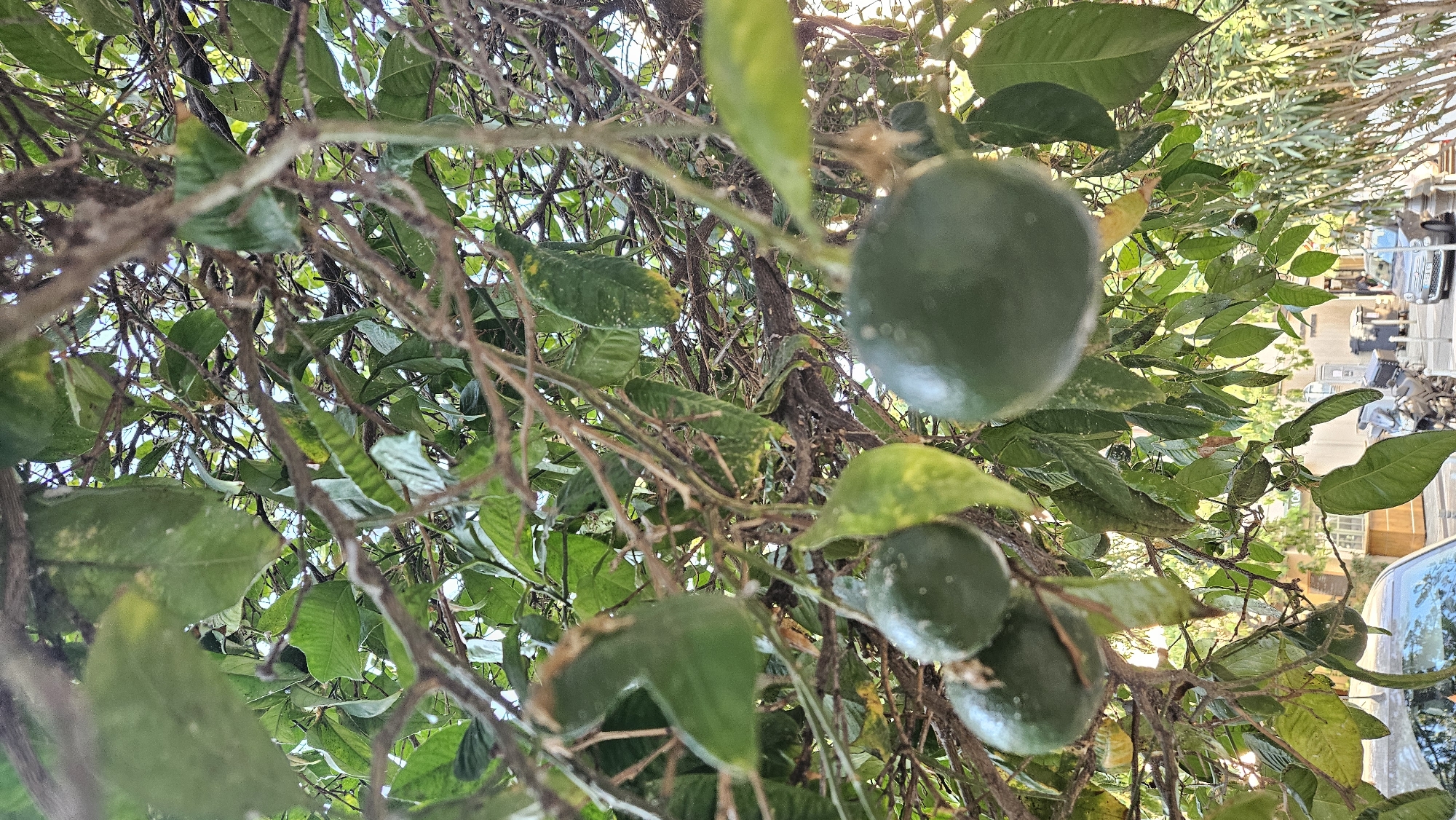 The image shows a close-up view of a tree with green leaves and fruit, likely citrus. The fruit is round and green, some hanging in clusters. The branches are a mix of brown and some thinner, lighter-colored twigs. Sunlight filters through the leaves, creating a dappled effect. In the background, a street scene is visible with buildings, a car, a motorcycle, and trash bins. The setting appears to be outdoors in an urban environment. L'Île-Rousse, France is a town known for its Mediterranean climate and abundant vegetation, making it plausible to find such a tree on a street.