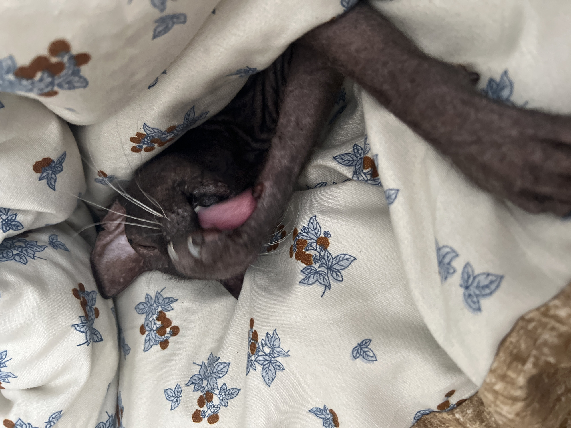 The image shows a close-up of a dark-skinned cat that appears to be asleep or resting under a light-colored blanket with a blue and brown floral pattern. The cat's head is mostly obscured by the blanket, but its pink tongue is visible as it appears to be licking its paw, which is resting on its face. The cat's skin is visible, revealing its wrinkled texture, and its ears are large and pointed. The overall impression is of a comfortable and relaxed feline in a domestic setting. There are no discernible clues in the image to suggest a specific location within the city of Votkinsk, Russia, or any other geographical context.