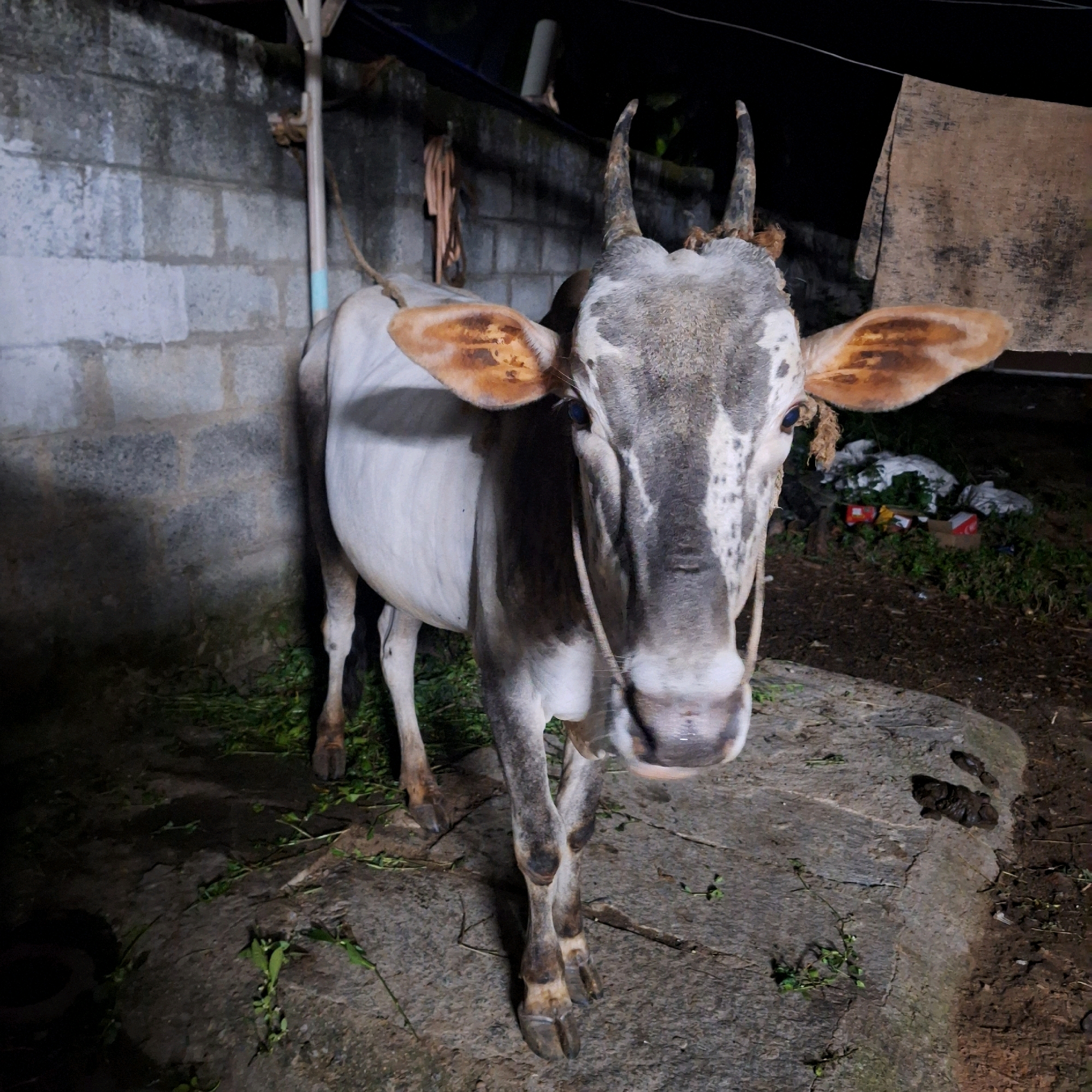 The image shows a light-colored cow with grey and white markings on its face and body, standing in a rural outdoor setting at night. The cow is facing the camera and has short horns and large ears with brown markings. A rope is tied around its neck. The ground is uneven and appears to be a mix of dirt, rocks, and scattered green foliage, with some animal droppings visible. In the background, there is a rough brick wall and a piece of burlap fabric hanging. Some debris, including what appears to be trash and cardboard boxes, is present in the background. The lighting suggests artificial illumination. There are no people visible in the image. The setting is likely a farm or an open area near a dwelling in a rural part of Tadasa, India.