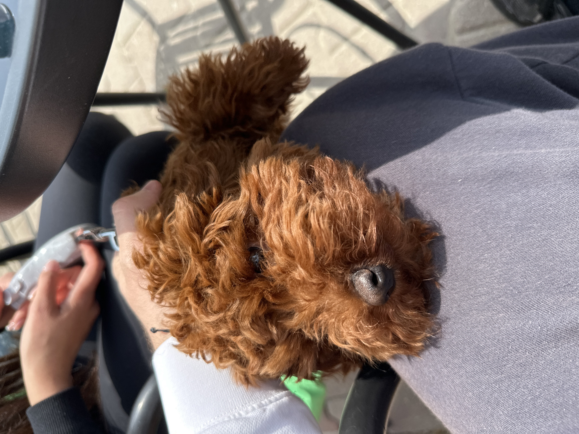 A small, brown, curly-haired dog rests on a person's lap. The person is wearing grey pants. A second person is visible in the lower left, with hands visible holding what appears to be a set of electric hair clippers or trimmers. The setting is outdoors with dappled sunlight on a paved area, partially visible behind the person's legs and metal frame. The location is undetermined as there is no information to suggest this is in Plovdiv, Bulgaria.
