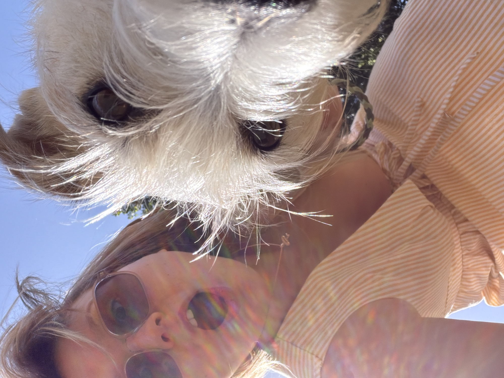 An outdoor, low-angle shot features a person and a small, white, fluffy dog against a clear blue sky, suggesting a sunny day in Tel-Aviv, Israel. The perspective is from directly below, looking up. The dog's face, with bright white fur and dark eyes, dominates the upper part of the frame, positioned above the person. Its fur catches the sunlight, creating bright highlights.
Below the dog, the person's face is partially visible, tilted upwards. They are wearing sunglasses, and their mouth is open as if speaking or laughing, revealing teeth. Their light brown hair is pushed back by the angle and possibly wind. Strong sunlight creates prominent lens flares and rainbow-like refractions across the lower part of the image, particularly over the person's face.
The person is wearing a light-colored, possibly orange or peach, striped shirt with ruffles on the sleeves. Green foliage from trees is subtly visible in the background against the bright sky, confirming an outdoor setting. The overall mood is cheerful and bright, capturing a playful moment between the person and their pet on a sunny day. There is no visible text.