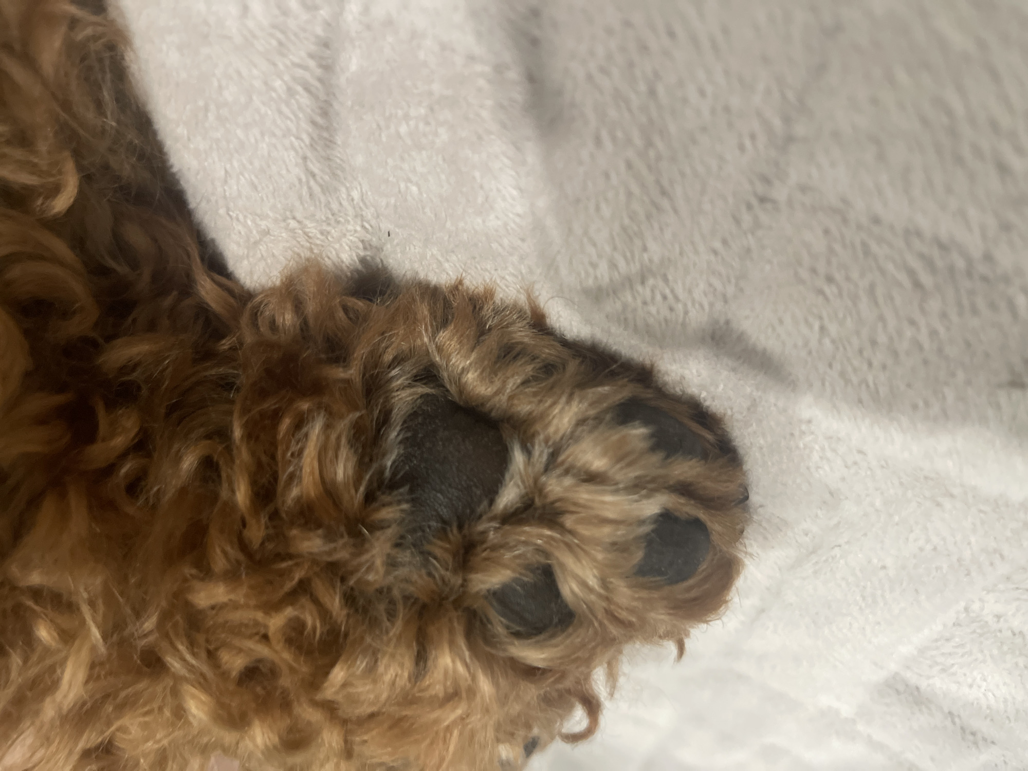 A close-up, overhead shot shows a close-up of a brown, curly-haired dog's paw on a textured white blanket. The paw pads are dark, and the fur is long and wavy.