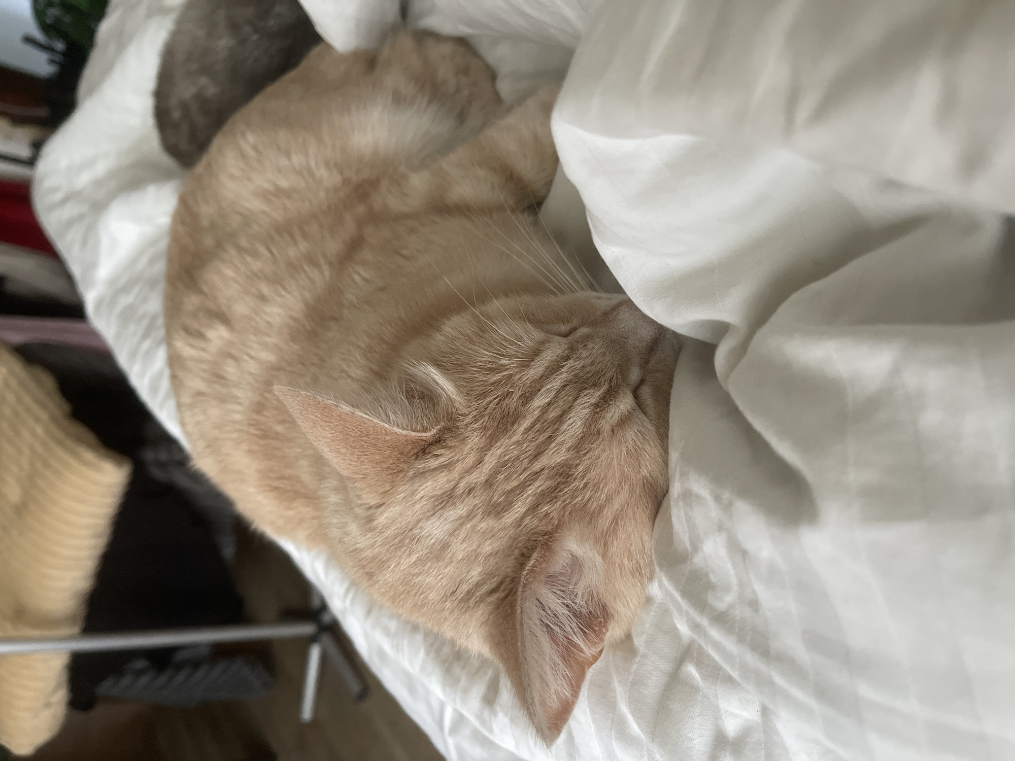 An orange tabby cat is sleeping on a white duvet. The cat is curled up on its side, with its head tucked into its body. The duvet is wrinkled and has a textured pattern. In the background, there are some out-of-focus objects, including what appears to be a floor lamp and some folded blankets. The lighting is soft and natural. The image does not provide any information about the location in the city of Коротиха, Russia, nor does it contain any people or interactions.
