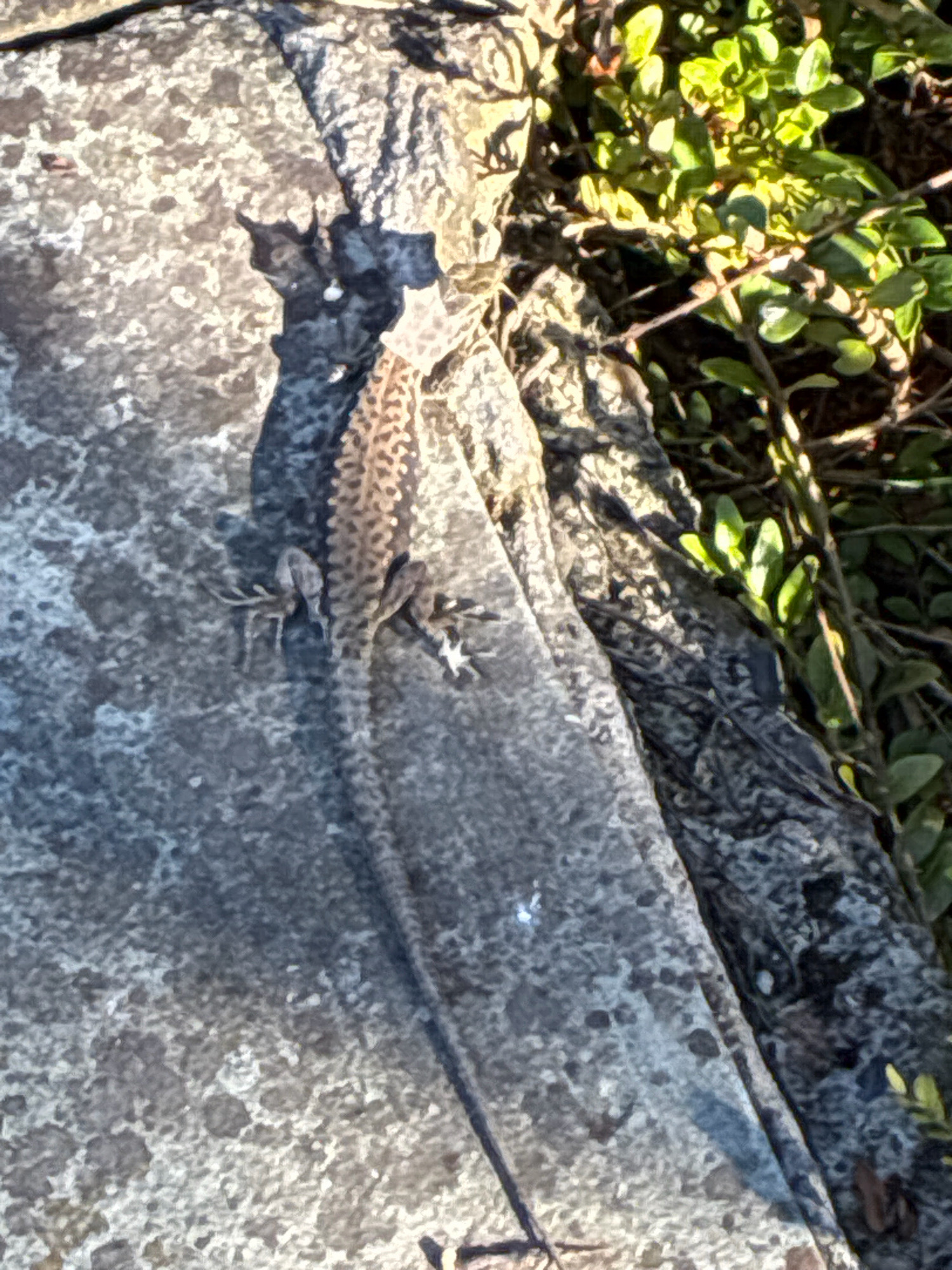 A lizard with brown and tan speckled skin is positioned on a grey, textured rock surface. The lizard is elongated with visible legs and a long tail. To the right of the rock, there are green plants with small leaves bathed in sunlight. The scene appears to be outdoors, possibly in a natural or rocky environment. There is no indication of the city of Sochi, Russia in the image.