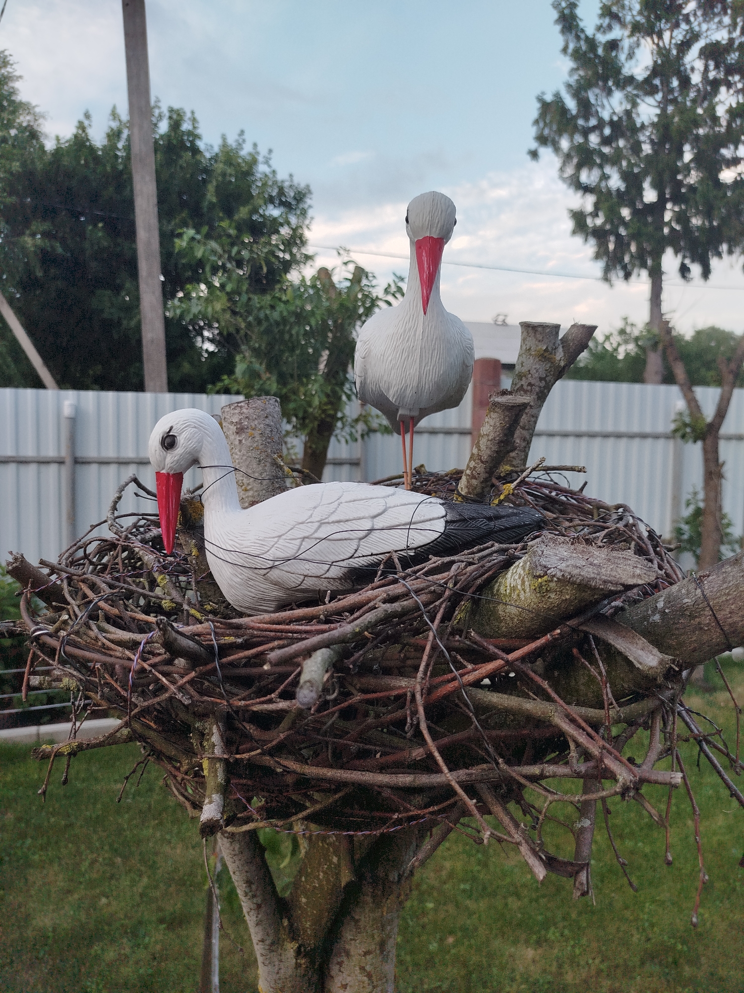 This media file shows a close-up, eye-level view of a large, messy nest made of twigs and branches, constructed on top of a tree. Two white stork figurines with red beaks and black wing details are placed in the nest. One stork is positioned in the foreground, facing left and looking down, while the other is in the background, facing forward and looking directly at the camera. The nest and storks are the primary subjects.
The scene is set outdoors, likely in a rural or suburban backyard given the presence of a metal fence and grass in the background. Tall trees and greenery surround the nest, suggesting a natural environment. The sky above is partly cloudy, indicating it is daytime. The lighting appears soft, suggesting it might be late afternoon or early evening.
There is no text visible in the image. The overall impression is one of a decorative display or a staged scene, rather than a photograph of live animals. The figurines are artificial, and the nest appears to be carefully arranged, though rustic in appearance. The setting appears to be Krupytski Sel'ski Savet, Belarus.