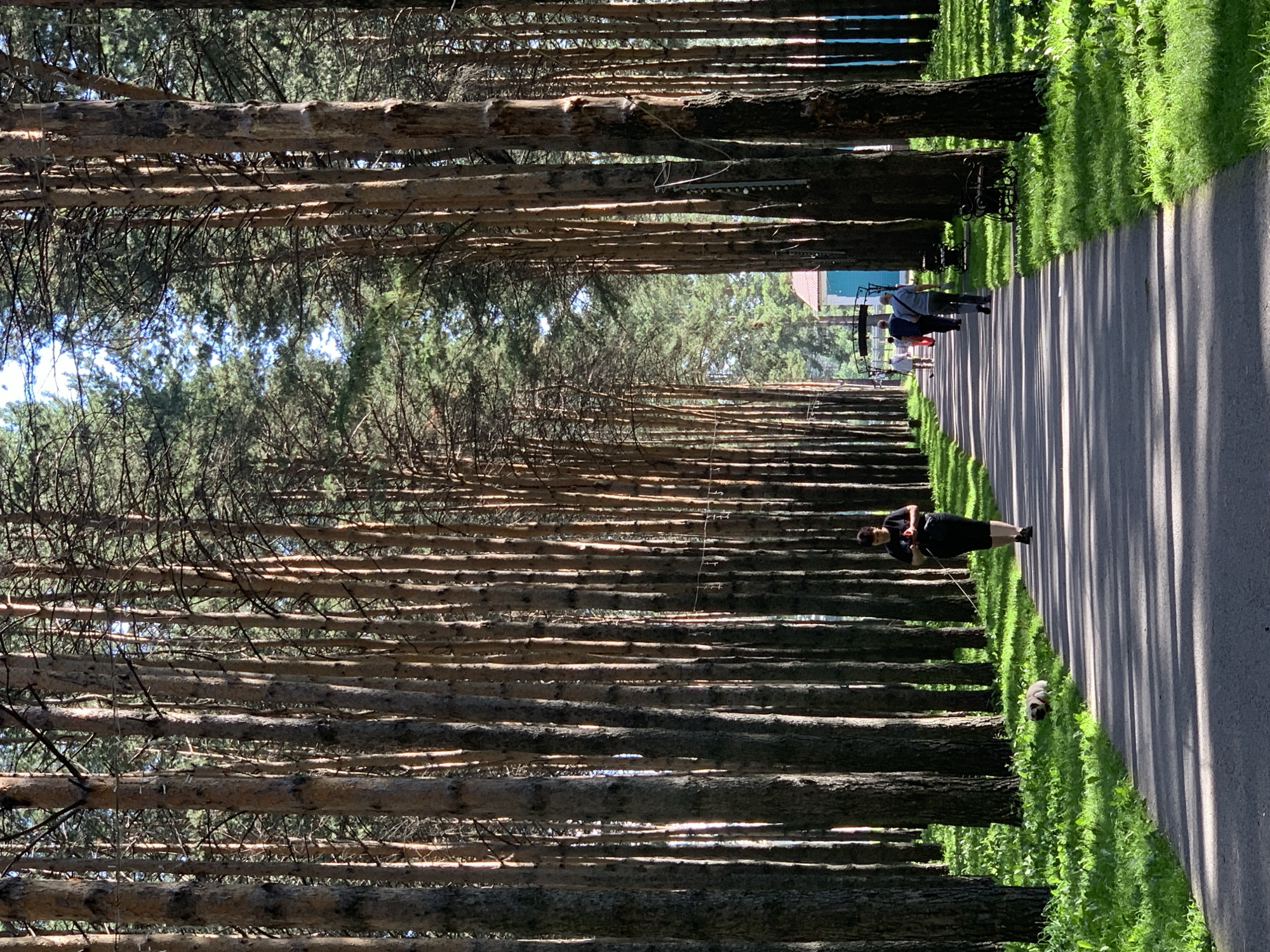 In Prokopyevsk, Russia, a paved park pathway is lined with tall, slender pine trees. The path, casting long shadows from the trees, leads into the distance, where several individuals are seen walking. A woman in the foreground walks a small dog on a leash. The ground beside the pathway is covered in lush green grass. In the background, a building with a red roof and blue walls is partially visible, along with an arched structure over the path.