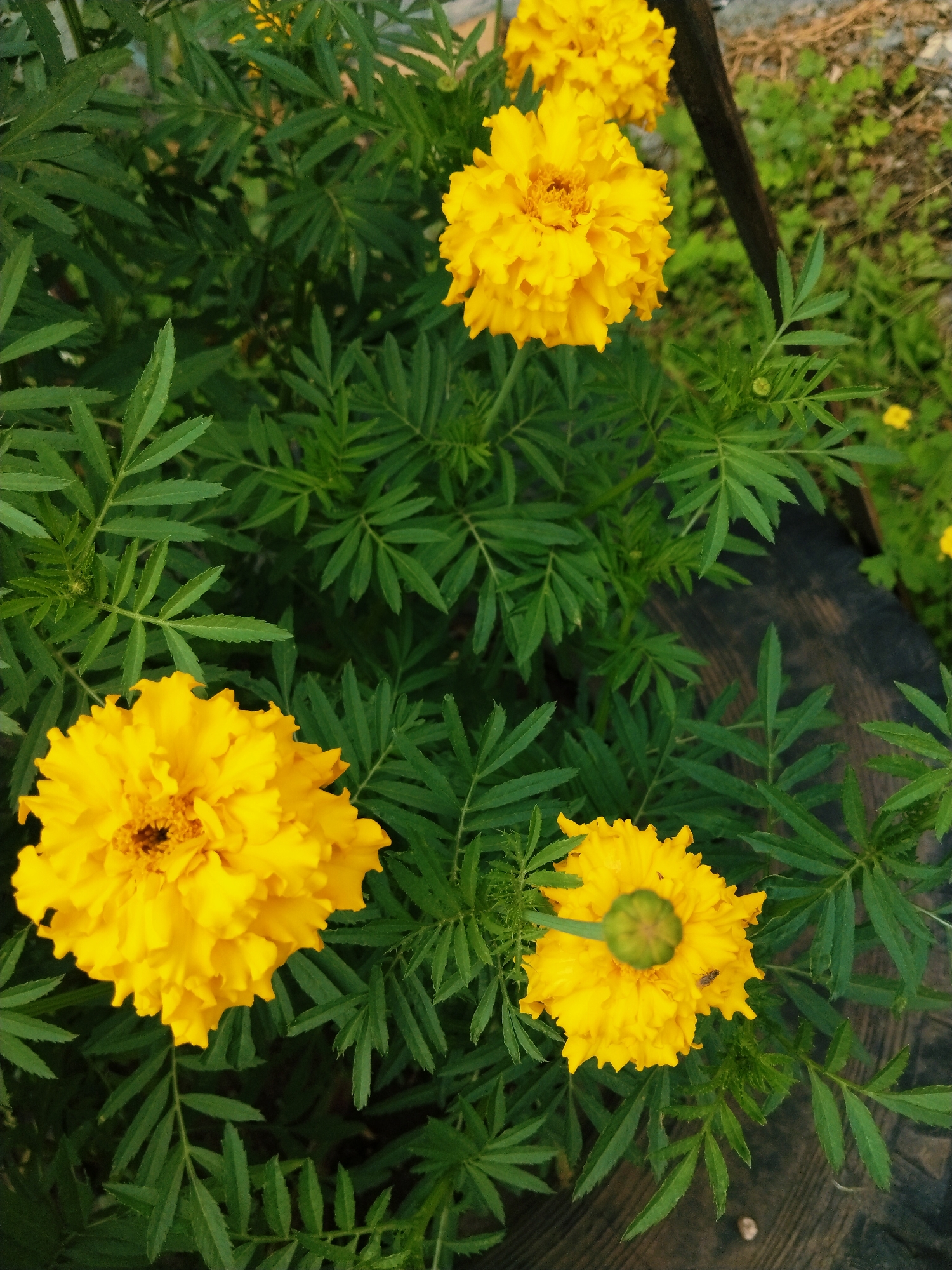 The image shows a close-up view of several bright yellow marigold flowers with vibrant green, feathery foliage. The flowers are the primary subjects, with one large bloom prominently featured in the lower left, another in the upper center, and a third in the upper right. A fourth flower, smaller and showing its unopened bud, is visible in the lower right. The background is a mix of dark green leaves and hints of natural elements like rough wooden texture and dry grass, suggesting an outdoor setting. The overall impression is of a lush garden. It is not possible to determine the specific location within the city of Зелёное, Russia from the provided image.