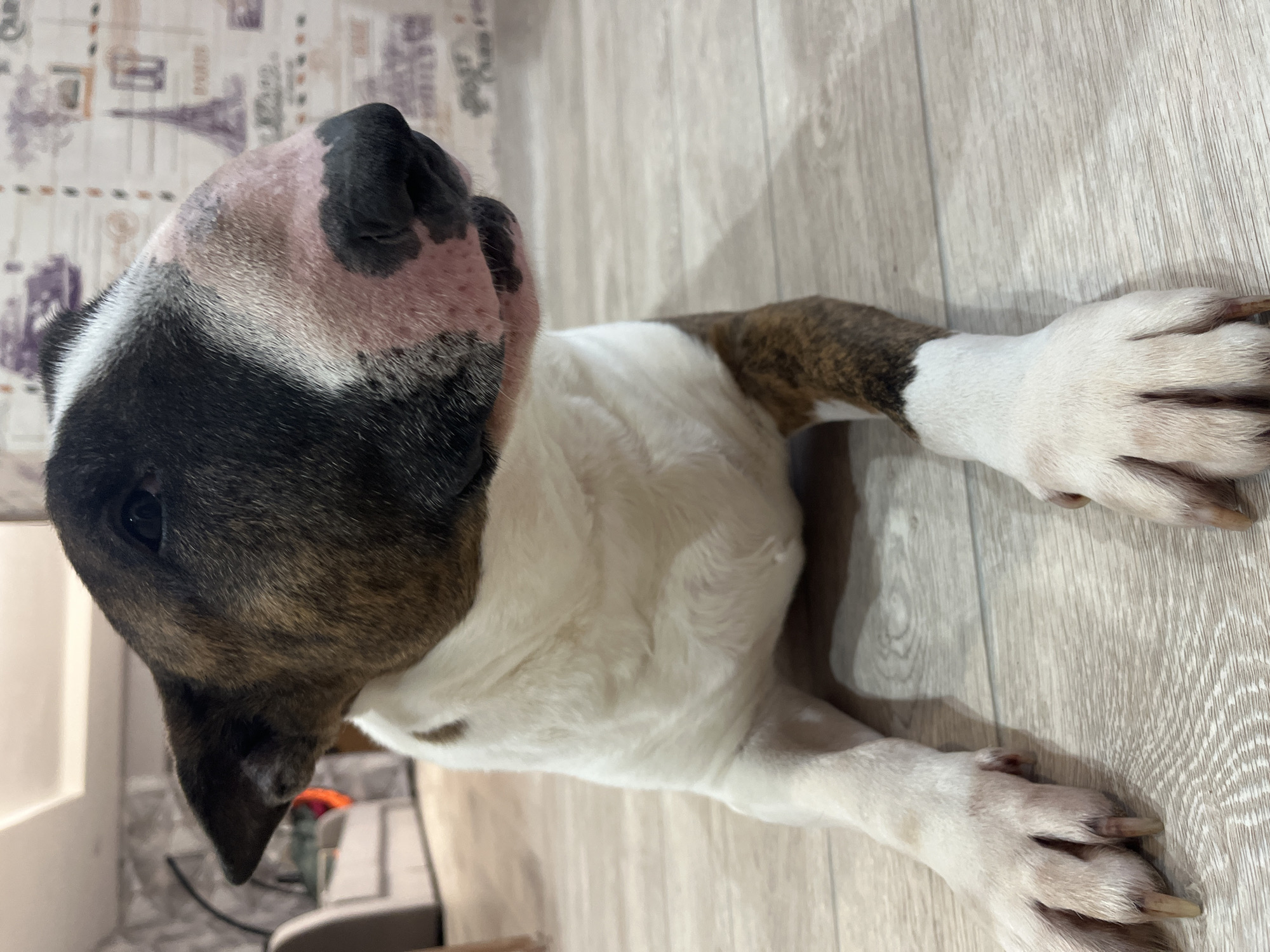 A brindle and white Bull Terrier lies on a light-colored wooden floor. The dog's head is in the upper left corner of the frame, and its body extends towards the lower right. The dog is partially lying on its stomach with its front paws extended forward. The wallpaper in the background features images of the Eiffel Tower. Based on the wallpaper and the style of the floor, the location is indoors, possibly a residential home. There is no indication of the city of Chaikovsky, Russia, in the image.