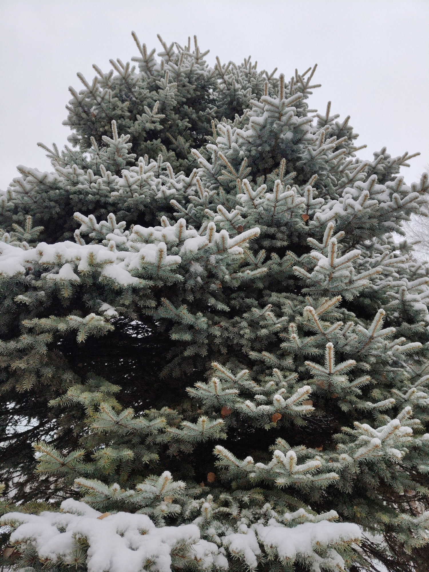 The image shows a close-up of a blue spruce tree covered in snow. The tree is dense with branches and needles, and there are patches of snow on the branches. The sky is overcast. Some pine cones are visible. The location is in the city of Unknown, Unknown.