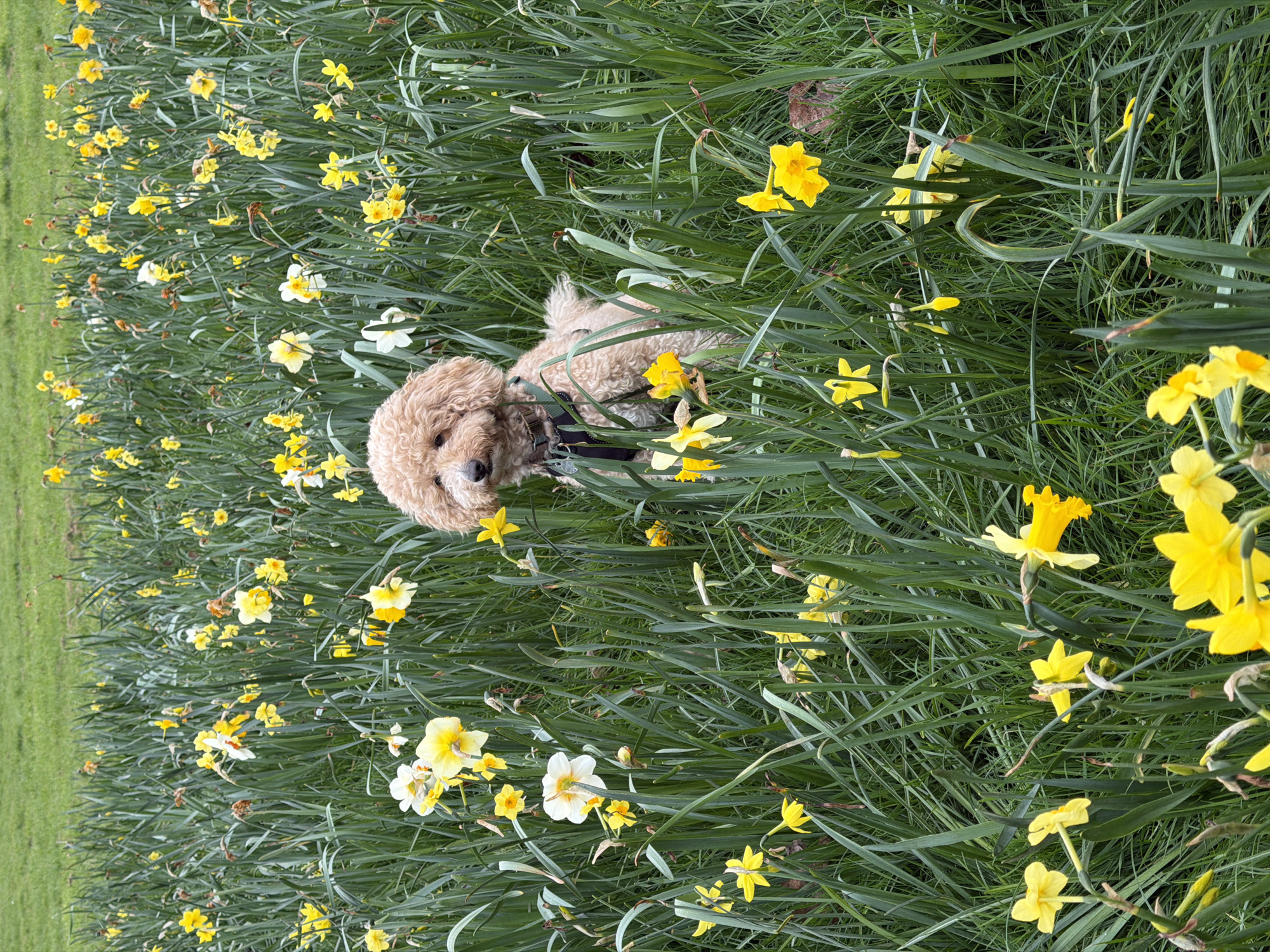 A dog is lying among daffodils in a field. The dog has curly brown fur and is wearing a harness. The daffodils are a mix of yellow and white, and they are growing in tall green grass. The field is located in a park-like setting with a large green lawn visible in the background. The photo was taken in London, United Kingdom.