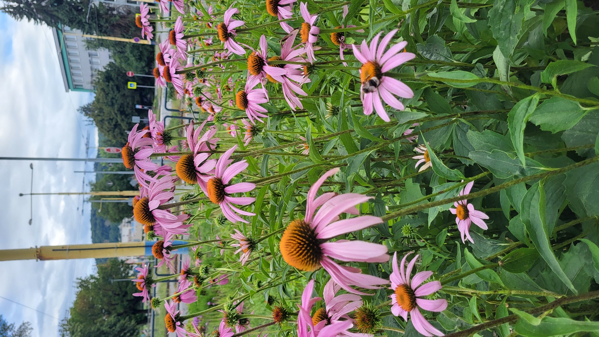 In Prešov, Slovakia, a close-up view of a cluster of pink coneflowers (Echinacea) is presented. The flowers, with their distinctive orange-brown centers and delicate pink petals, are the primary subjects. One coneflower in the foreground has a bee actively collecting nectar. The plants are lush and green, with thick stems and broad leaves. In the background, out of focus, are elements of an urban environment: a yellow pole, streetlights, traffic signals, trees, and buildings. The sky is overcast with clouds.