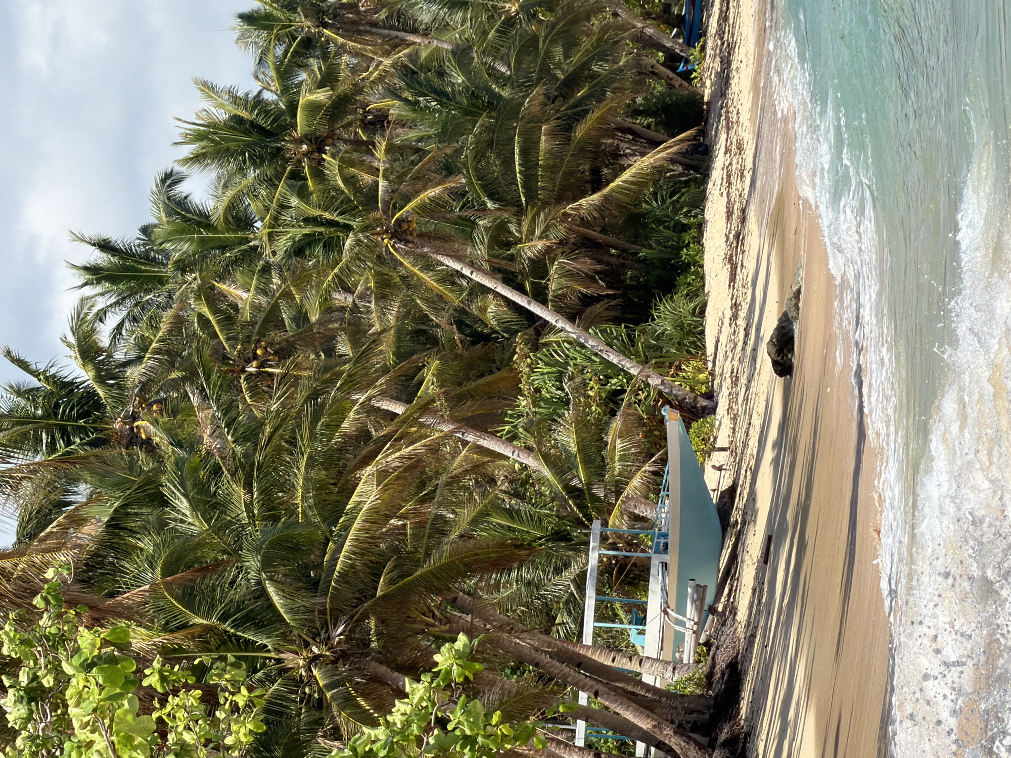 This image captures a vibrant tropical beach scene in General Luna, Philippines. The foreground is dominated by a stretch of golden sand, gently sloping down to the clear, turquoise-colored ocean. White foamy waves are breaking softly on the shore, creating a dynamic edge between land and sea. A dark rock or piece of driftwood rests on the sand near the water's edge.
Lining the beach is a dense grove of numerous tall coconut palm trees, their green fronds creating a lush canopy that extends into the midground and background. Some palm trees lean towards the ocean, and yellow coconuts are visible among their fronds, hinting at their fruit-bearing nature. Below the palm trees, various green bushes and other tropical foliage add to the rich vegetation.
A small, light blue and white boat, possibly a banca or outrigger canoe common in the Philippines, is resting on the sand under the shade of the palm trees. It appears to be equipped with a small, ladder-like structure or supports.
The scene is brightly lit, suggesting it is late morning or early afternoon, with distinct shadows of the palm trees cast upon the sand. The sky above is partly cloudy, but the overall impression is one of a sunny day. No people or visible text are present in the image. The setting conveys a sense of peaceful natural beauty and a tranquil tropical environment.