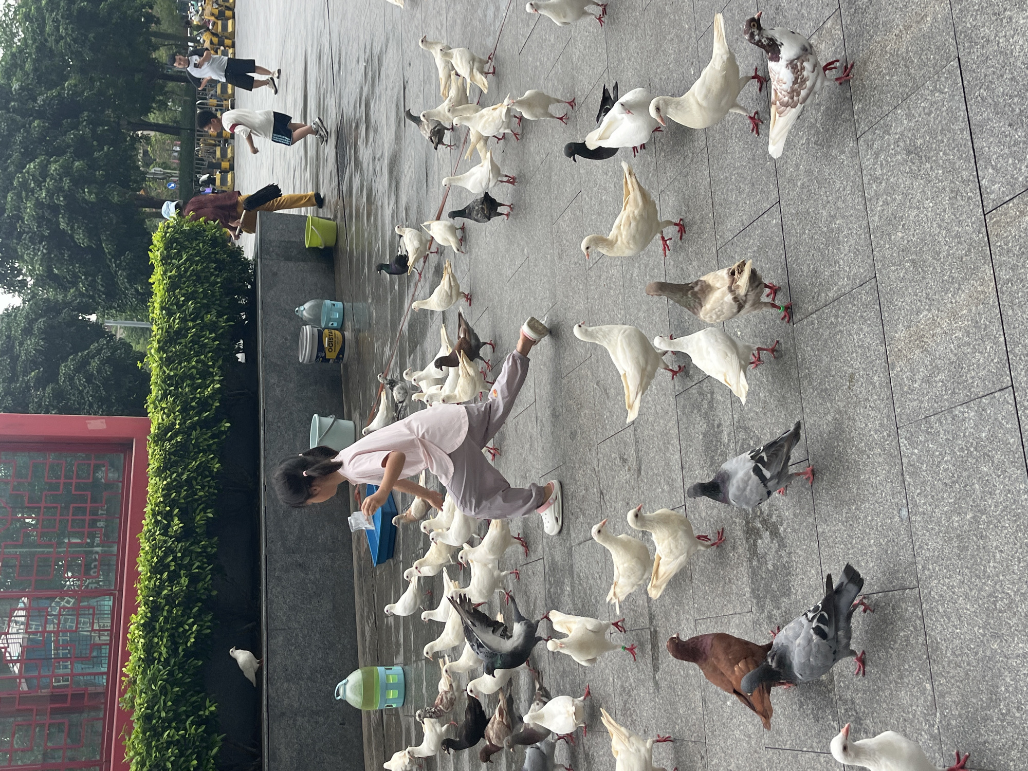 A young girl in a light pink shirt and gray pants is scattering food from a clear plastic bag to a large flock of pigeons on a gray paved ground. She is in motion, with her right leg extended forward. The pigeons are of various colors including white, gray, brown, and mottled patterns. Some are eating, while others are clustered around her. In the background, there is a low, green hedge, and a red building with decorative windows. Further back, several adults and children are visible walking, and there are trees and streetlights. There are also several buckets and a large green water dispenser near the hedge. The scene appears to be an outdoor urban public space, possibly a plaza or pedestrian walkway, consistent with locations in Chancheng District, China.