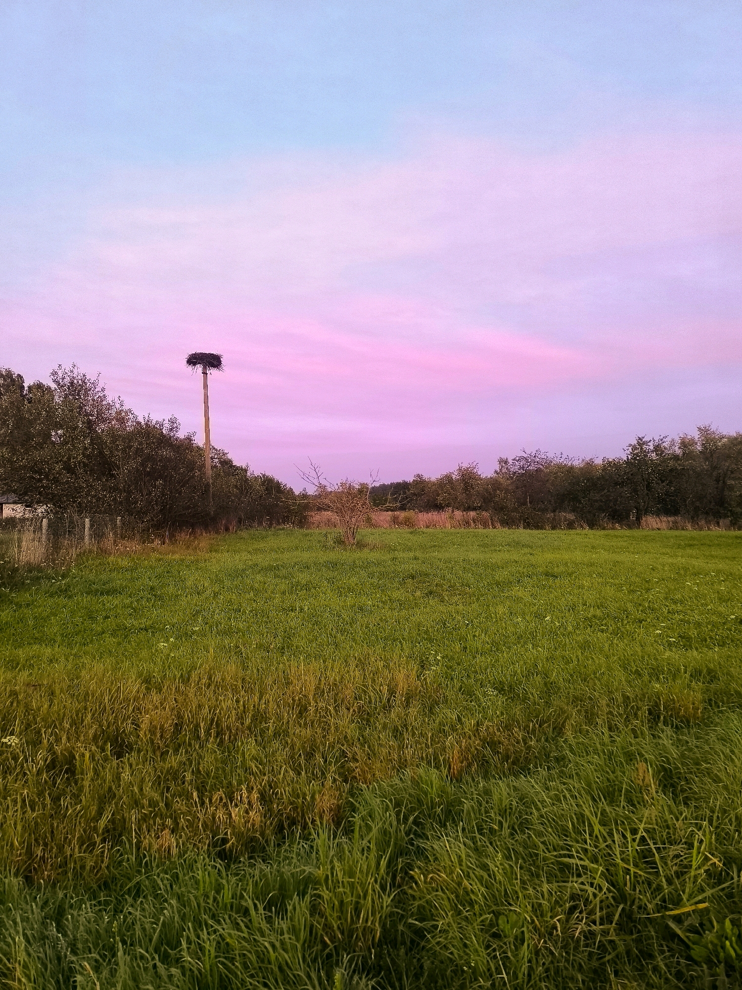 The image depicts a rural landscape under a sky tinged with pink and light blue hues, suggesting either dawn or dusk. A prominent feature is a tall wooden pole topped with a large bird's nest, likely a stork's nest, situated to the left of the frame. This pole stands in a field of lush green grass, with patches of dry, yellowed grass visible in the foreground, indicating seasonal changes. A line of trees forms a dense backdrop across the middle ground, partially obscuring a faint fence and a small structure to the far left. The overall atmosphere is serene and natural, devoid of human presence or activity.