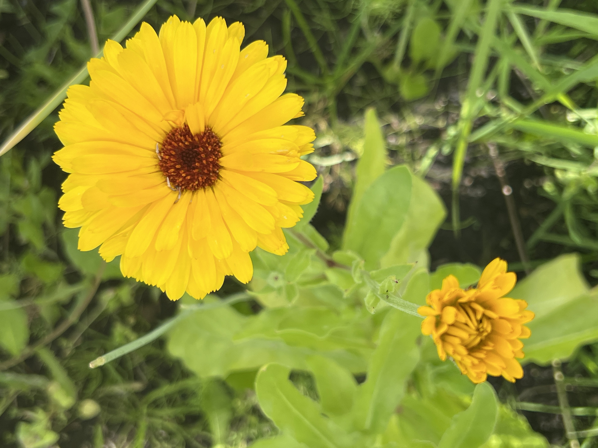 This image depicts a close-up view of two yellow flowers, likely marigolds, set against a backdrop of green foliage and grass. The larger flower, positioned in the upper right quadrant, is in full bloom, showcasing vibrant yellow petals radiating from a dark brown center. A smaller, less developed bud is visible in the lower left quadrant, its petals tightly furled. The surrounding environment suggests an outdoor setting, possibly a garden or park, with soft, diffused lighting. The image does not contain any people or specific recognizable landmarks that would indicate a precise location within Otradnoye, Russia.