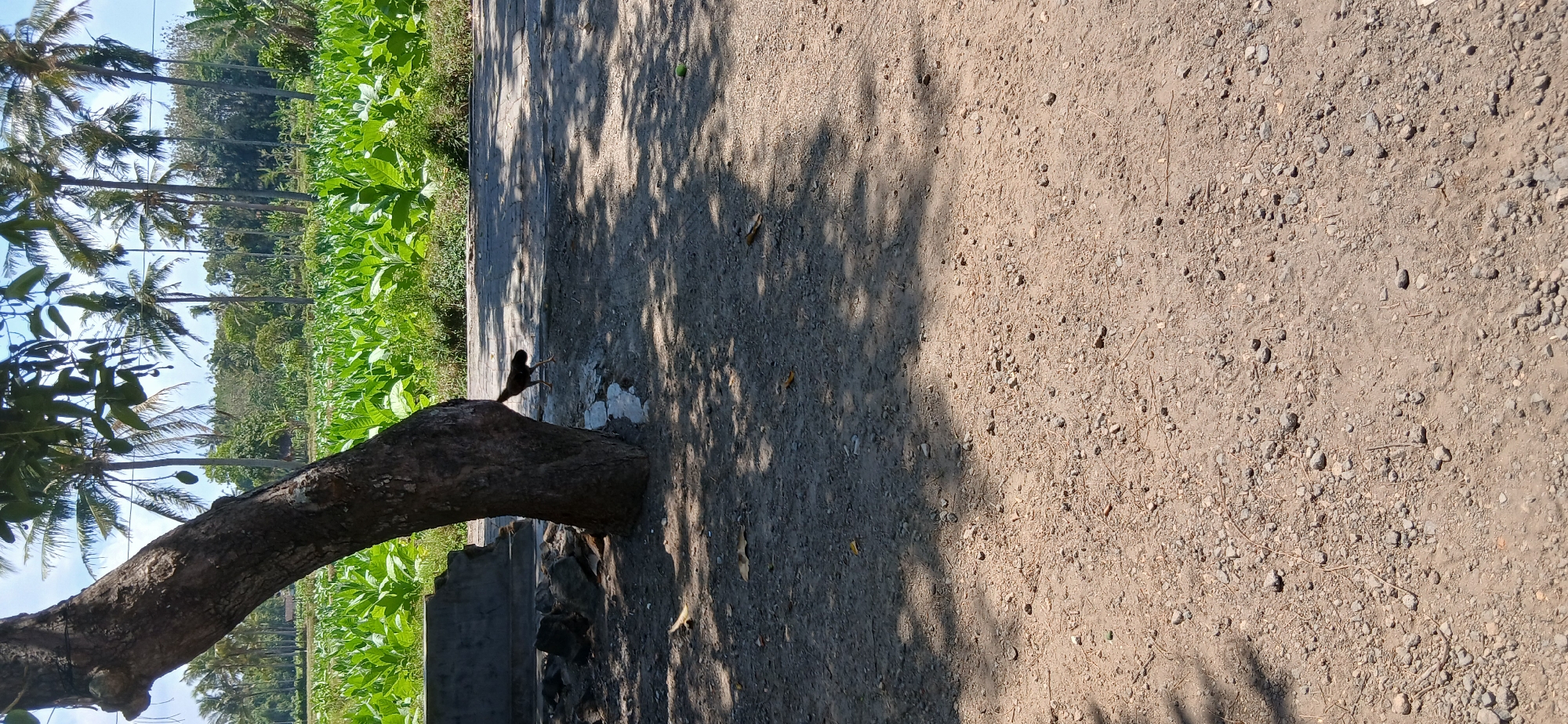 In Pejaten, Indonesia, a young chicken walks near the base of a large tree on a sunlit day. The tree's trunk is dark and textured, its branches casting shadows across the gravelly ground. Behind the tree, a vast field of green plants stretches towards a line of palm trees and lush vegetation under a bright blue sky. A paved path runs along the edge of the field, partially visible behind the chicken. The scene depicts a rural setting, typical of Pejaten's agricultural landscape.