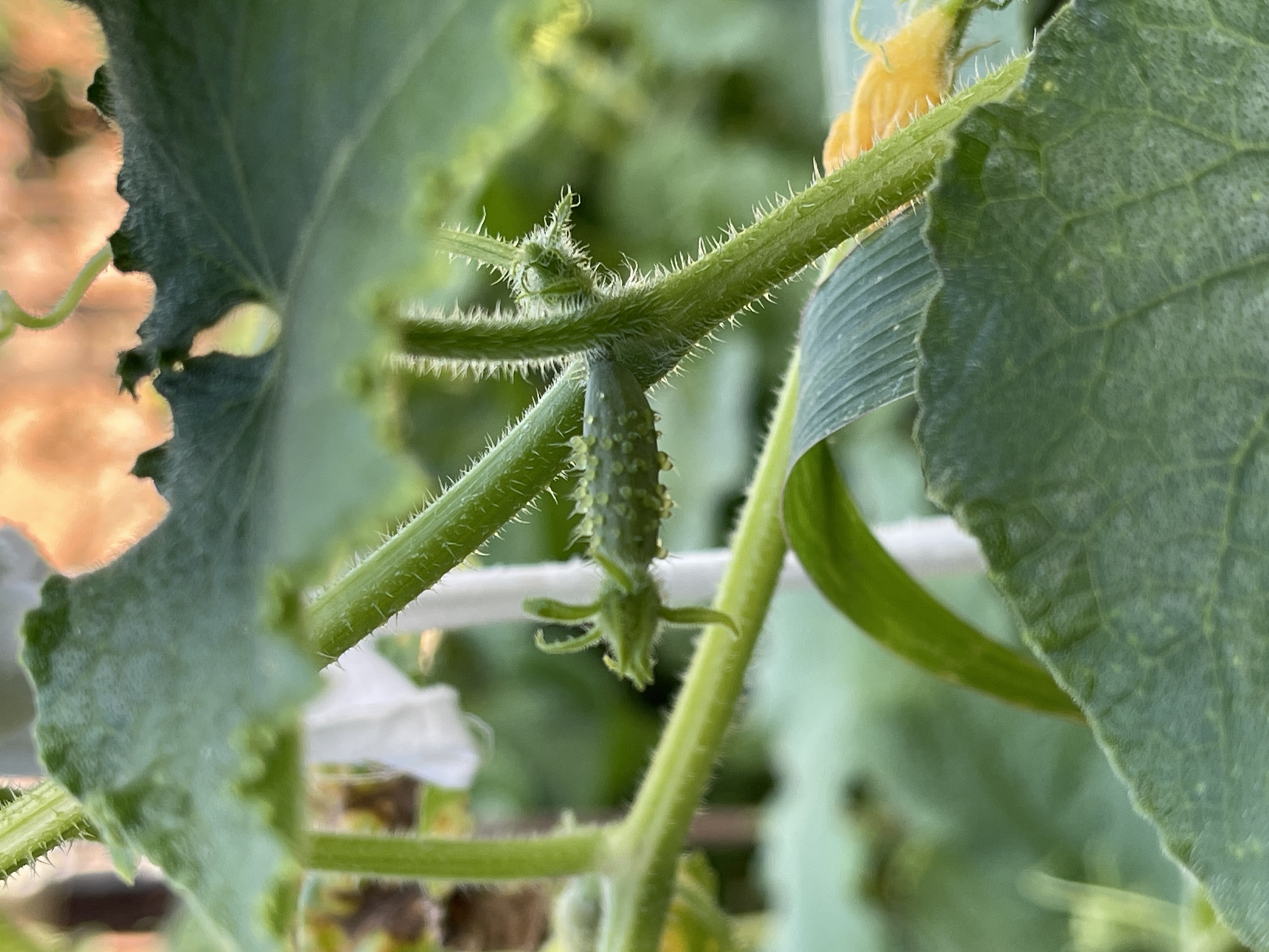 The image shows a close-up of a young cucumber plant in a garden. The focus is on a small, developing cucumber with spiky protrusions and water droplets on its surface. The cucumber is attached to a fuzzy green stem, which is intertwined with other parts of the plant, including leaves and tendrils. In the background, out-of-focus elements include other leaves, a blurry white flower, and a hint of orange light, possibly from a sunset or artificial lighting. The overall environment suggests an outdoor garden setting. There are no people or animals visible in the image. The location in the city of Средний, Russia, is inferred information not visually present in the image itself.