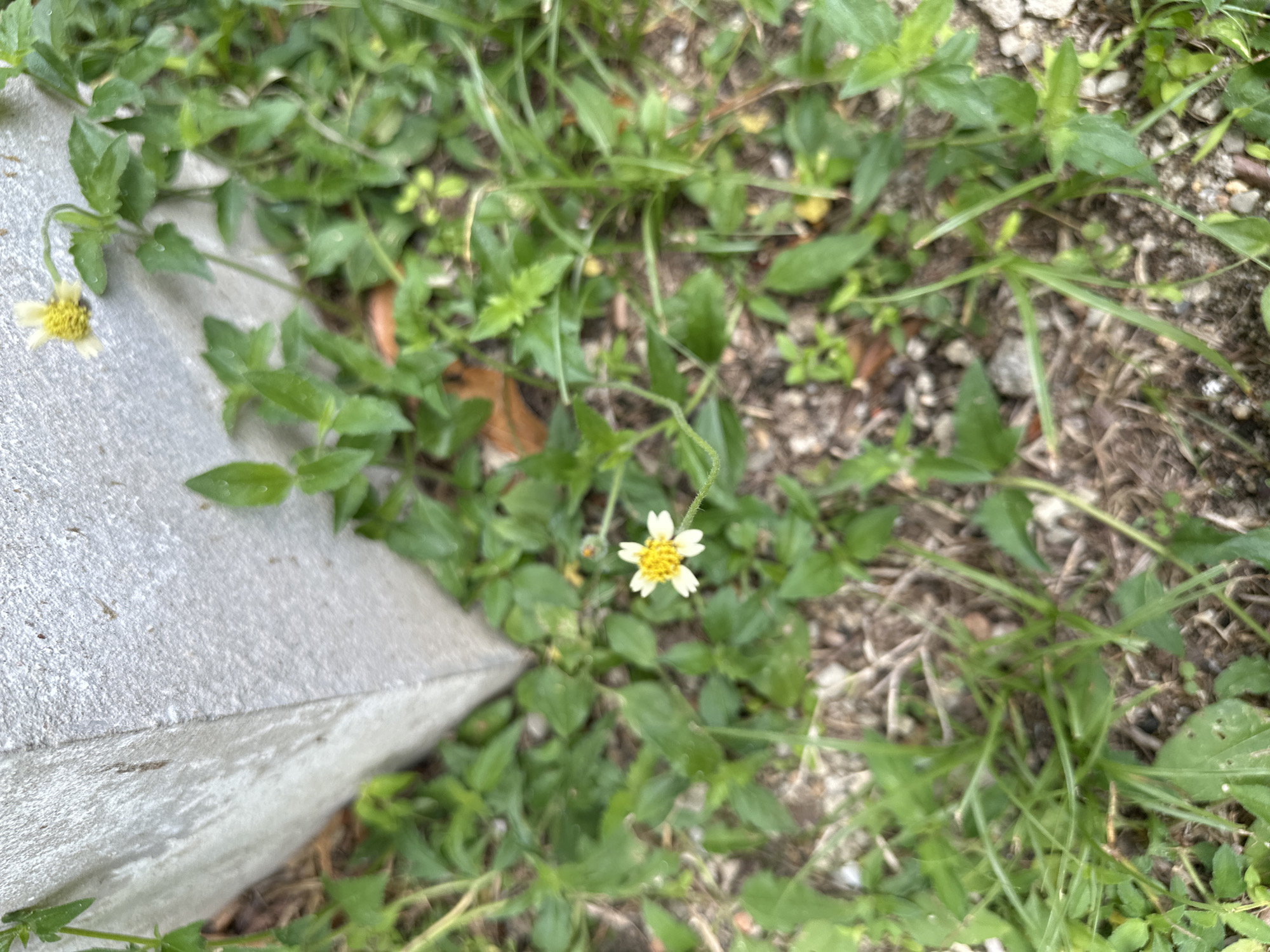 This is an outdoor, eye-level shot of a small, white and yellow daisy-like flower in a patch of green grass and dirt. To the left of the flower is the corner of a light grey, textured concrete block or pillar. The flower is the main subject, with a yellow center and white petals, and it is in focus. The background is blurred, showing more green vegetation and some scattered small rocks and dry leaves on the ground. The scene appears to be a natural or semi-natural area, possibly in a park or garden. The location in Baan Mae Nam, Thailand is not discernible from the visual information alone. There are no people or animals present in the image.