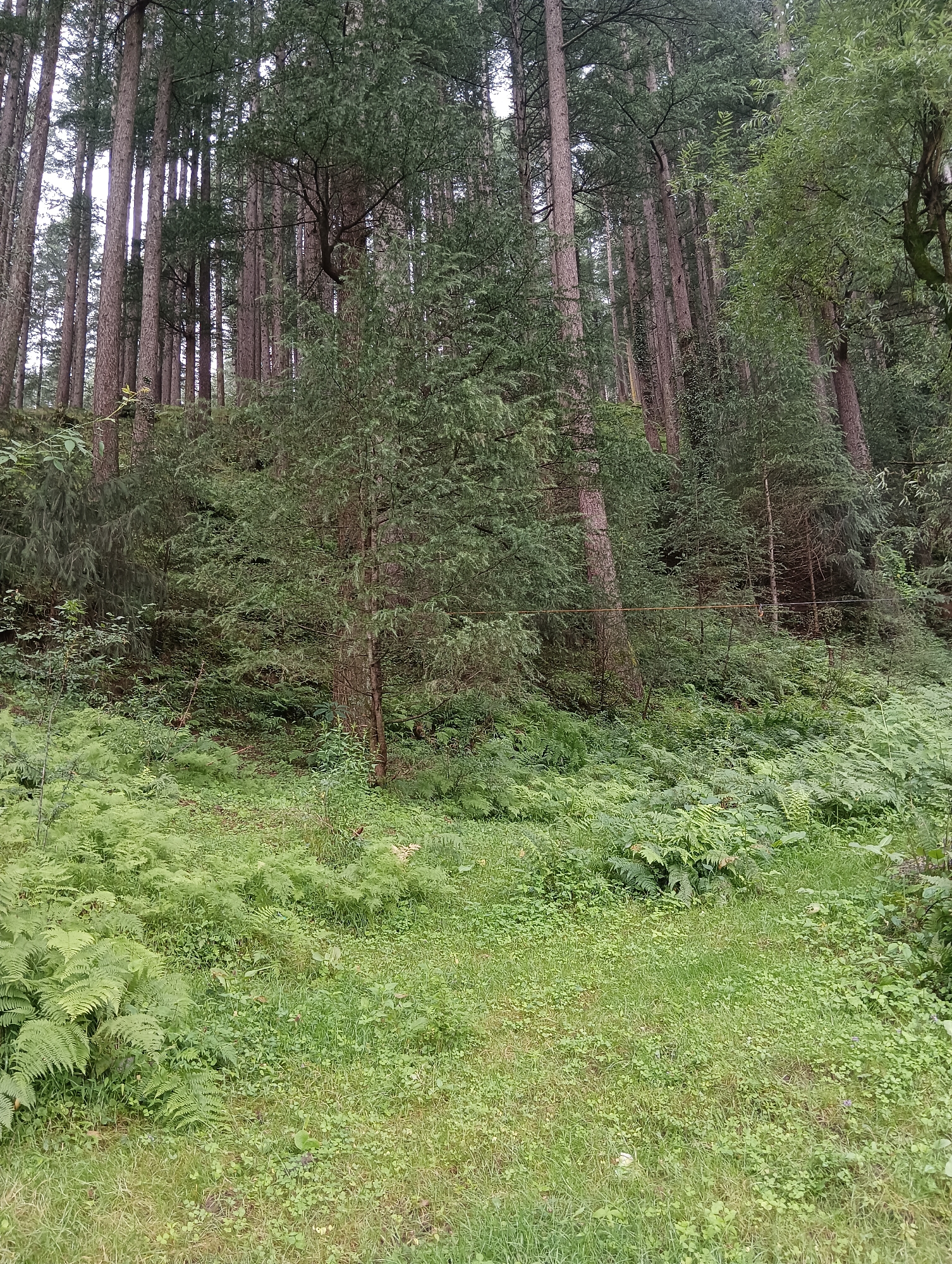 A dense forest scene in Manali, India, depicts a steep, wooded hillside covered in tall, slender pine trees and thick undergrowth of ferns and other green foliage. The ground in the foreground is a carpet of grass and low-lying plants, with a faint trail visible. The sky is overcast, contributing to the overall subdued lighting of the scene. There are no people or man-made structures visible in the image. The environment is natural and appears to be undisturbed.