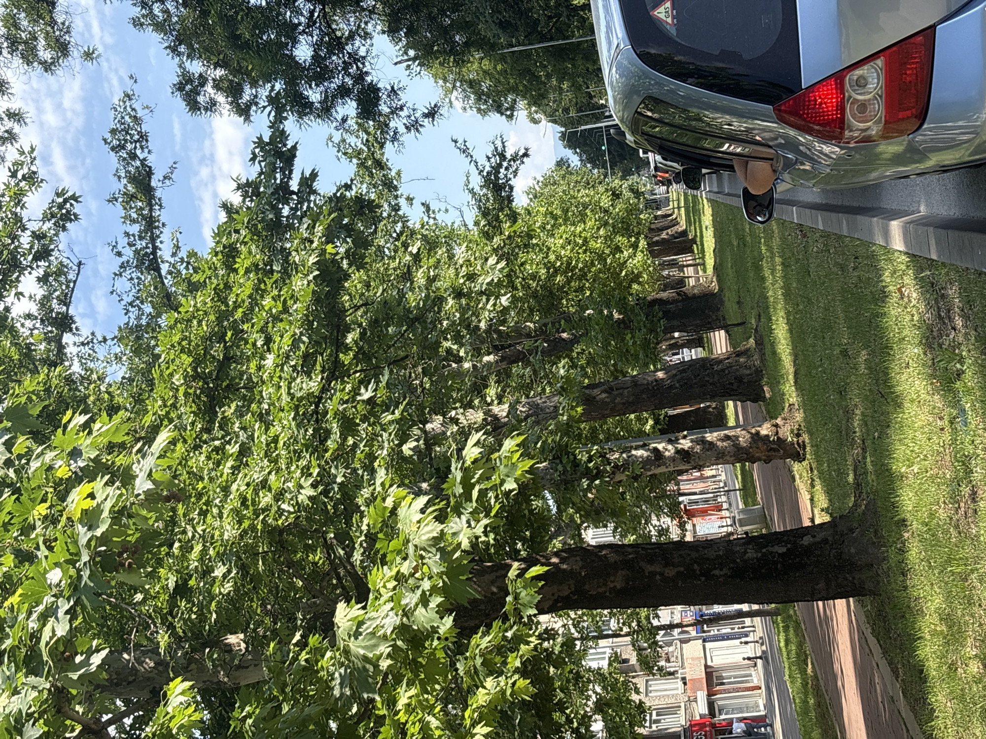 The image shows a street in Plovdiv, Bulgaria, lined with tall sycamore trees. The trees have dense green foliage that partially obscures the sky, which is visible in patches with scattered clouds. A silver car is on the right side of the frame, with its right taillight visible. The car appears to be parked next to a sidewalk, which is adjacent to a grassy strip. Beyond the trees on the left, buildings are visible, suggesting an urban environment. The photograph is taken at street level and has a slight tilt.