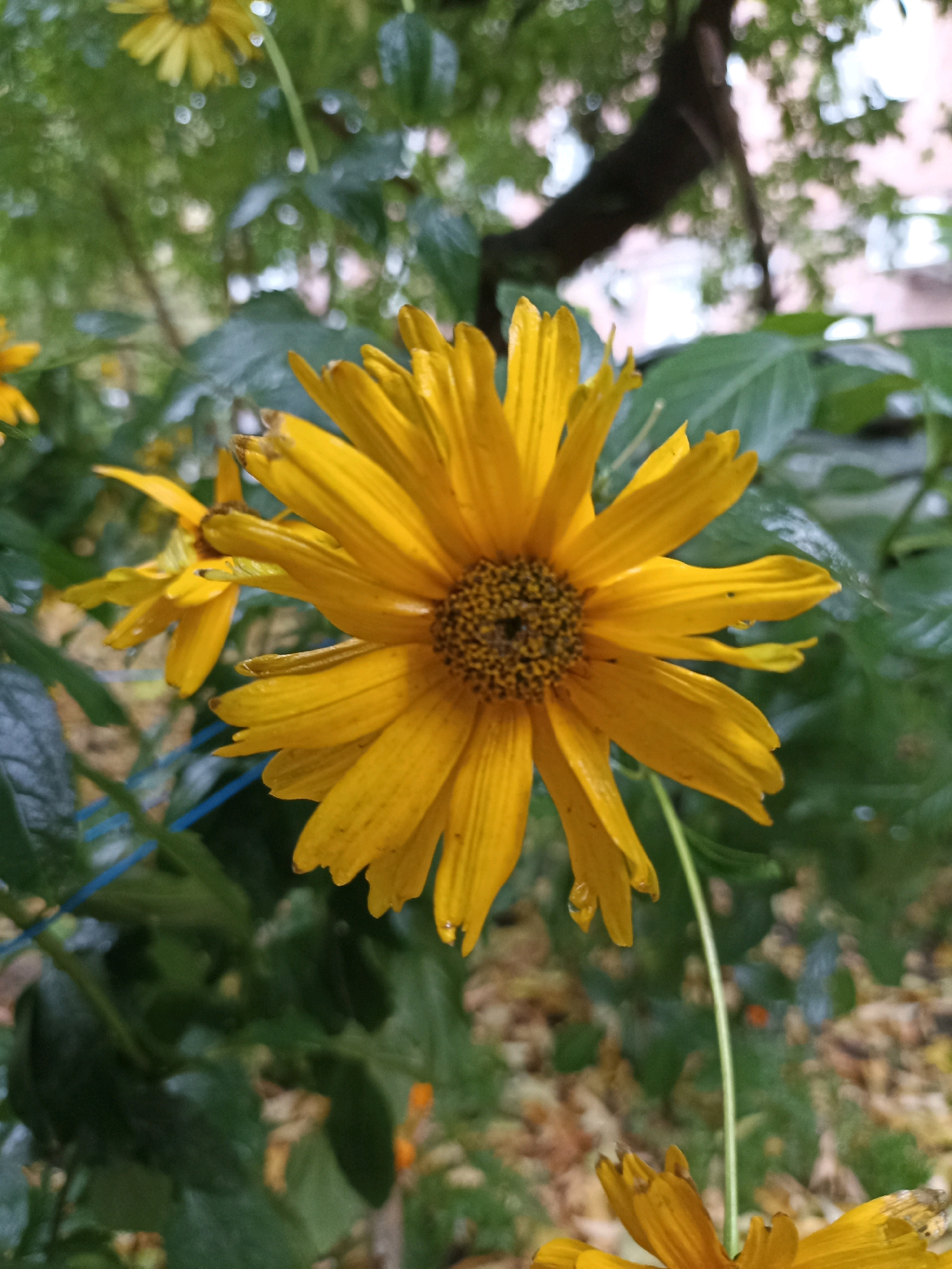 A close-up, eye-level shot features a bright yellow flower with many petals, facing slightly to the left. The flower's center is a darker brown, composed of many small seed-like structures. Water droplets are visible on some of the petals, suggesting it may have recently rained. The flower is surrounded by green foliage, some of which is wet and appears to be leaves. In the background, the environment is blurred, showing more green leaves, branches of a tree, and a hint of a building. The lighting is diffused, indicating it might be an overcast day. The scene is captured outdoors, likely in a garden or natural setting within the city.