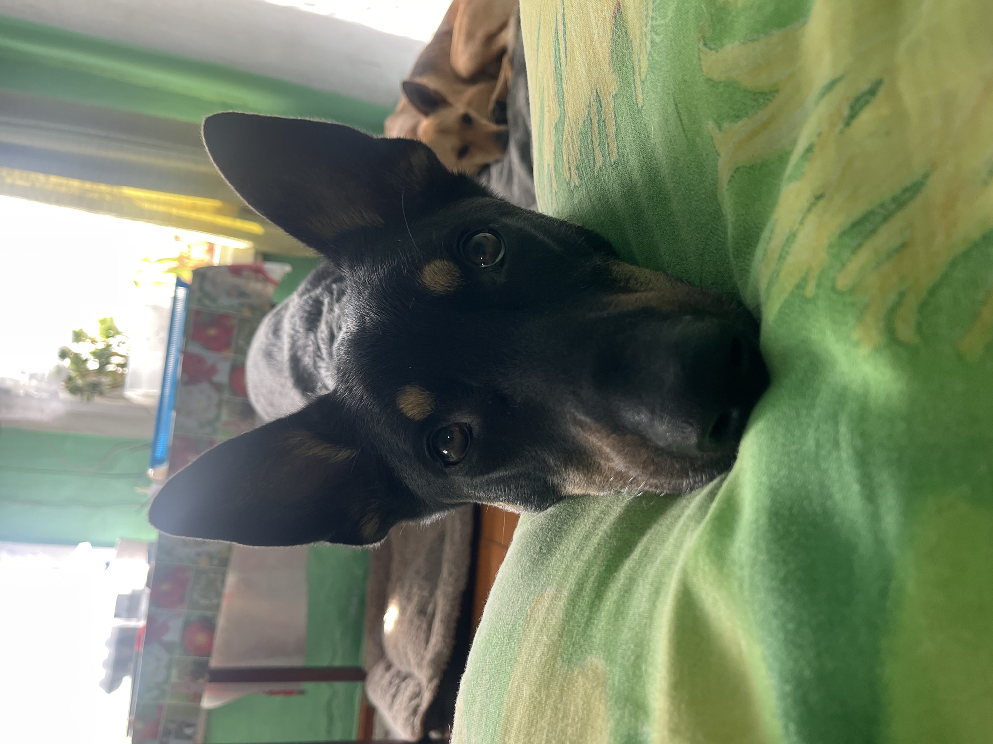 A black and tan dog with large, pointed ears is lying on a green and yellow patterned surface, likely a bed or sofa, with its head resting down, looking directly at the camera. In the background, another tan dog is sleeping on a dog bed. The environment appears to be indoors, with a window showing sunlight and curtains visible in the background. The overall scene is domestic and relaxed. There is no identifiable location in the city of Nizhny Tagil, Russia.