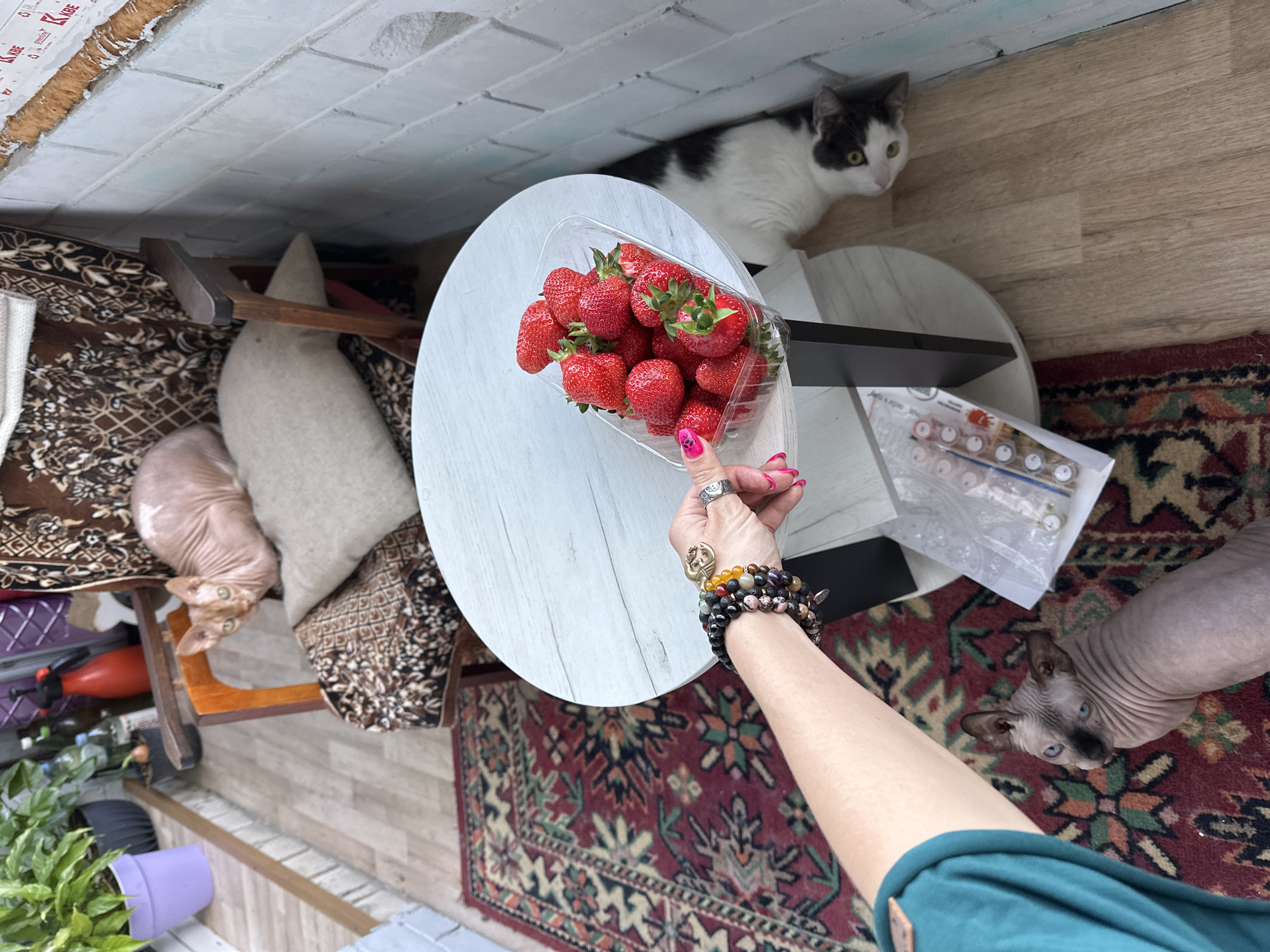 The image, taken from a slightly elevated perspective looking down, depicts an indoor scene featuring a person's arm and two cats. A hand, adorned with multiple colorful beaded bracelets and rings, and featuring bright pink nail polish, holds a clear plastic container brimming with fresh, red strawberries. This hand is positioned over a light-colored, round wooden table.
On the left side of the frame, a hairless Sphynx cat with light-colored eyes is visible, peeking up from what appears to be a seated position on a patterned brown rug, next to a beige pillow and a wooden chair leg. Further left, a green plant in a purple pot is also visible.
On the right side, partially hidden behind the table, a black and white cat with bright yellow-green eyes is cautiously observing the scene from a light wooden floor. Below the table, a portion of a red patterned rug with geometric designs is visible. Near the black and white cat, on the floor, there's a white box containing small paint pots and brushes, suggesting a "paint by numbers" kit. The wall in the background is white with a brick-like texture, and some text, including "KNAUF," is visible on construction material or packaging near the top left corner. The setting appears to be a casual, well-lit indoor space.