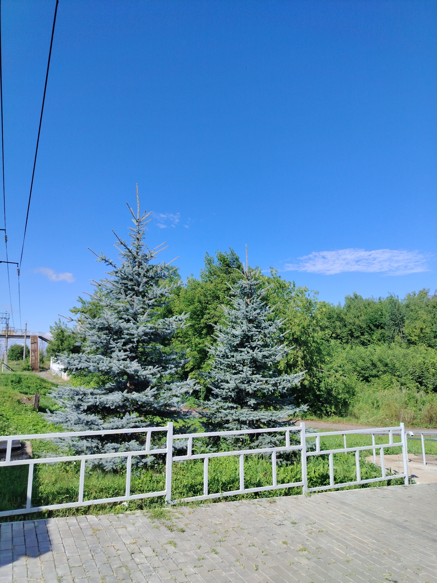 The image captures an outdoor scene on a clear, sunny day, likely in Kuyeda, Russia, given the context. In the foreground, a paved area composed of grey rectangular stones stretches across the bottom of the frame. A white metal railing with horizontal bars and vertical supports runs along the edge of this paved area, separating it from a grassy slope. Two large blue spruce trees are prominent in the mid-ground, their blue-green needles contrasting with the lush green foliage of deciduous trees behind them. The trees appear healthy and well-established. In the background, a power line with insulators runs diagonally across the upper left quadrant of the image. Further back and to the left, a structure that resembles an industrial building or bridge support can be seen. The sky is a vibrant, cloudless blue, indicating fair weather. The overall environment suggests a park, a roadside, or an area adjacent to infrastructure, possibly near a railway line given the presence of overhead wires. There are no people visible in the image.