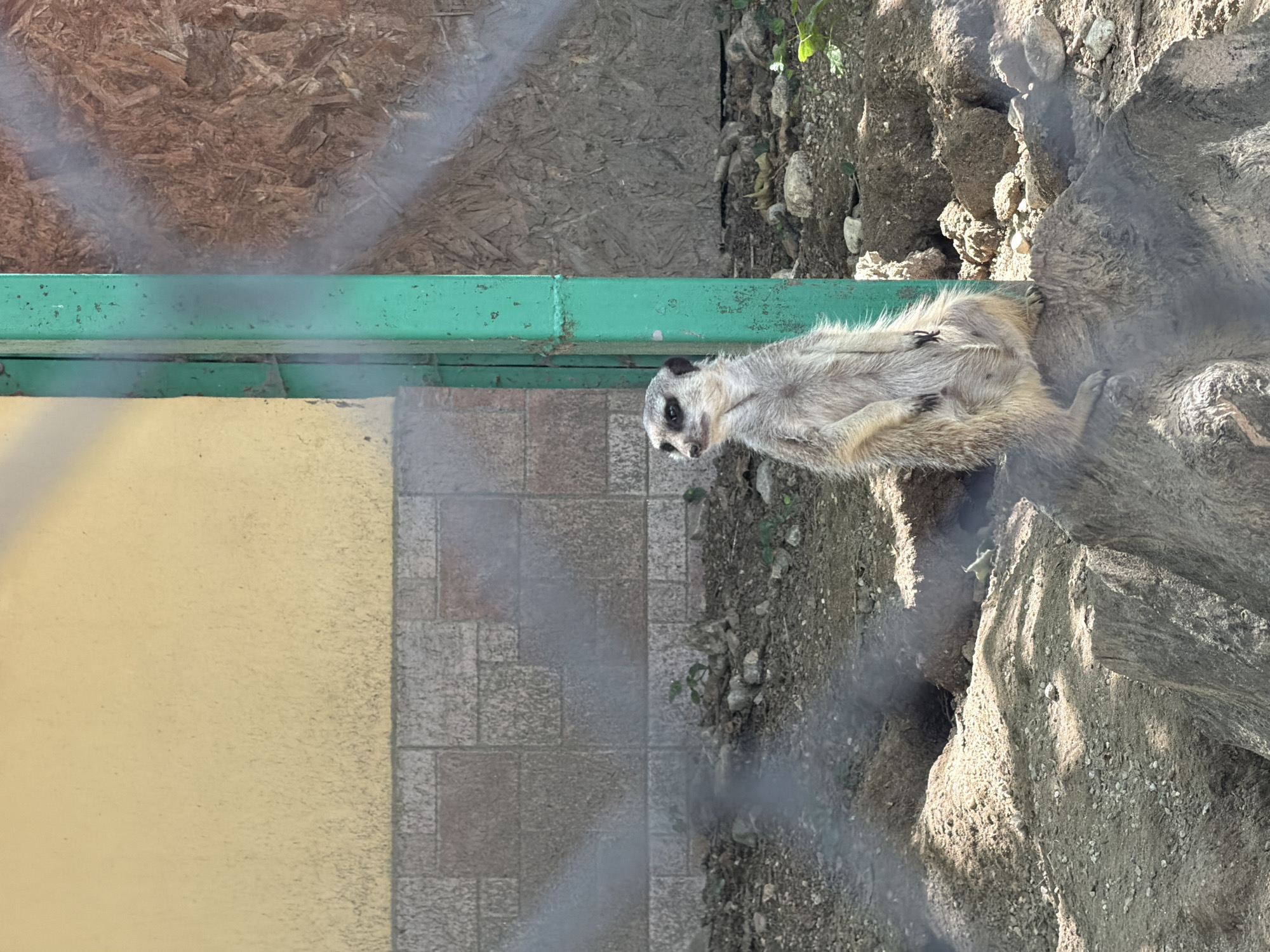 An adult meerkat stands on a rock in an enclosure at a zoo in Pazardzhik, Bulgaria. The meerkat is light brown and grey with dark markings around its eyes. It is facing to the left of the frame, with its front paws resting on the rock. The enclosure's ground is covered in dirt and small stones, with several burrows visible. Behind the meerkat, a green metal post stands beside a wall constructed of light yellow painted concrete and grey rectangular tiles. To the right of the post, a wall made of rough, brown wood panels is visible. The enclosure is partially obscured by a fence, with faint horizontal shadows cast across the scene.