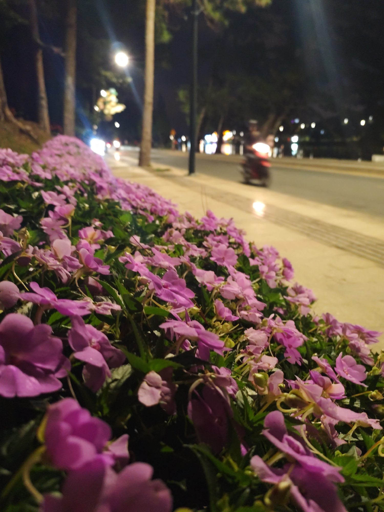 The image depicts a flower bed of purple Impatiens flowers in Da Lat, Vietnam, at night. The flowers are in the foreground, growing along a sidewalk next to a road. In the blurred background, there is a road with a scooter in motion. Streetlights illuminate the scene, and trees line the road in the distance.