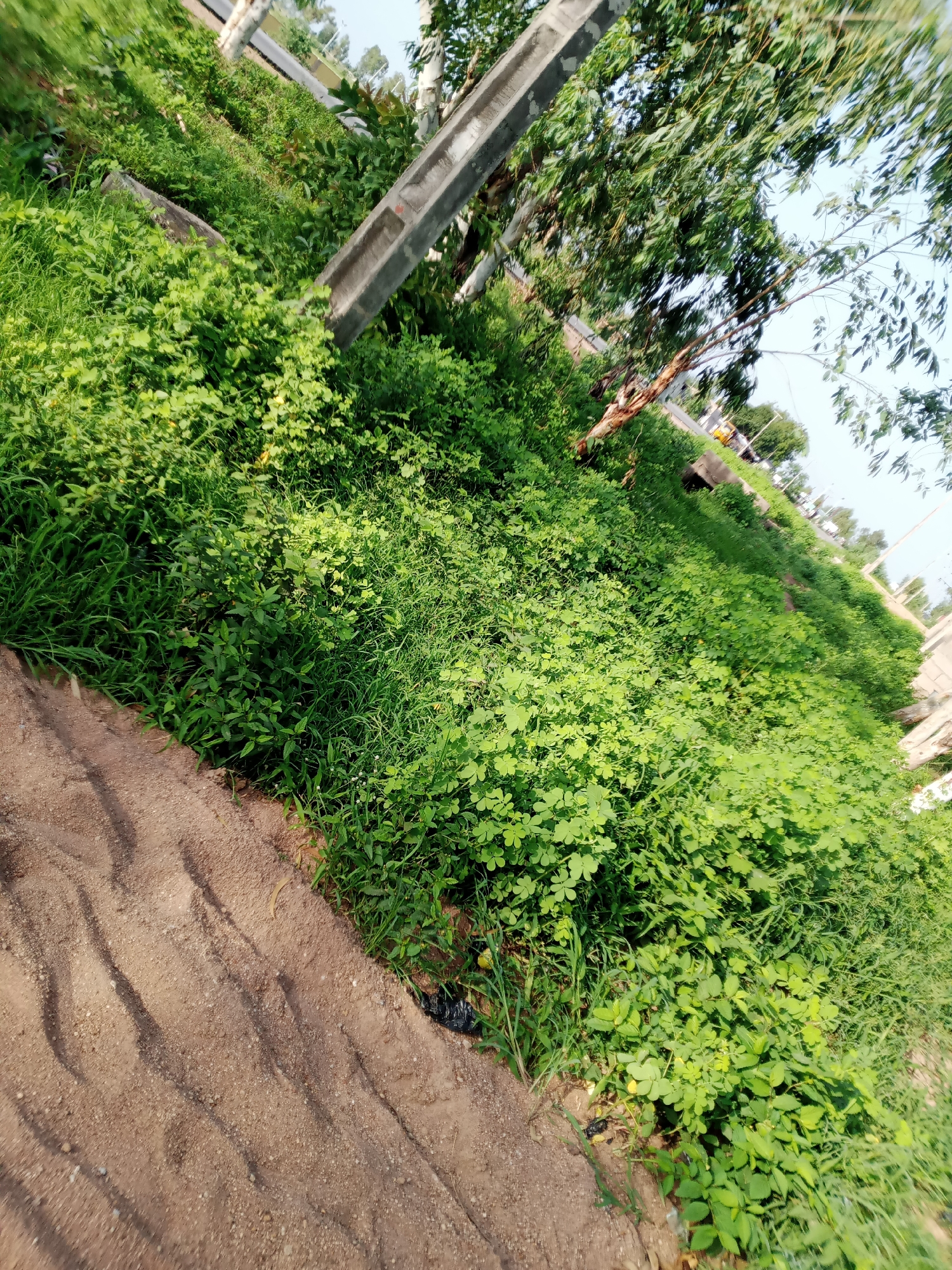 The image depicts a roadside environment in Jauro Yinu, Nigeria, characterized by abundant green vegetation. A dirt path runs along the lower left of the frame, with a dense growth of grass and leafy plants bordering it. In the background, there are utility poles and trees, including a eucalyptus tree with its characteristic bark. The overall scene suggests an outdoor setting with natural elements and signs of infrastructure. There are no people visible in the image.