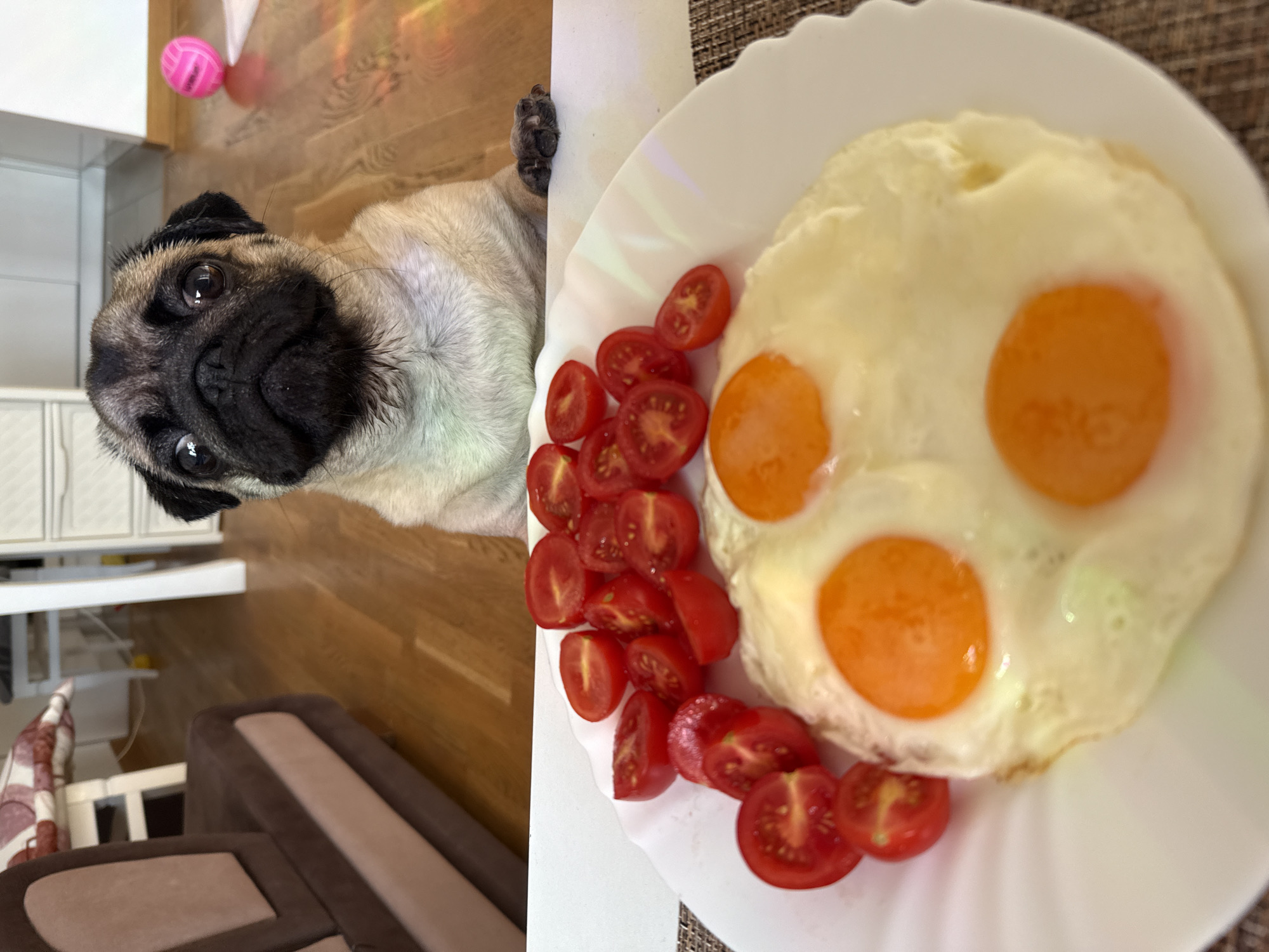 This image is a split-screen composition featuring a pug in the left frame and a plate of food in the right. The pug, facing the camera with a slightly tilted head, has a wrinkled face and dark eyes. Its body is light brown and white. A pink toy is visible in the background to the left of the pug.
The right frame displays a white plate of food, containing three fried eggs and several halved cherry tomatoes. The eggs appear to have distinctly visible, bright orange yolks. The tomatoes are a vibrant red and are arranged around the eggs. The plate rests on a textured placemat.
The scene appears to be indoors, likely a kitchen or dining area, given the presence of wooden flooring and cabinetry in the background of the pug's frame. The lighting suggests it could be daytime, as there's a bright, diffused light source. No text is visible in the image. The overall impression is a casual, domestic setting, possibly a meal preparation or a moment of rest with a pet.