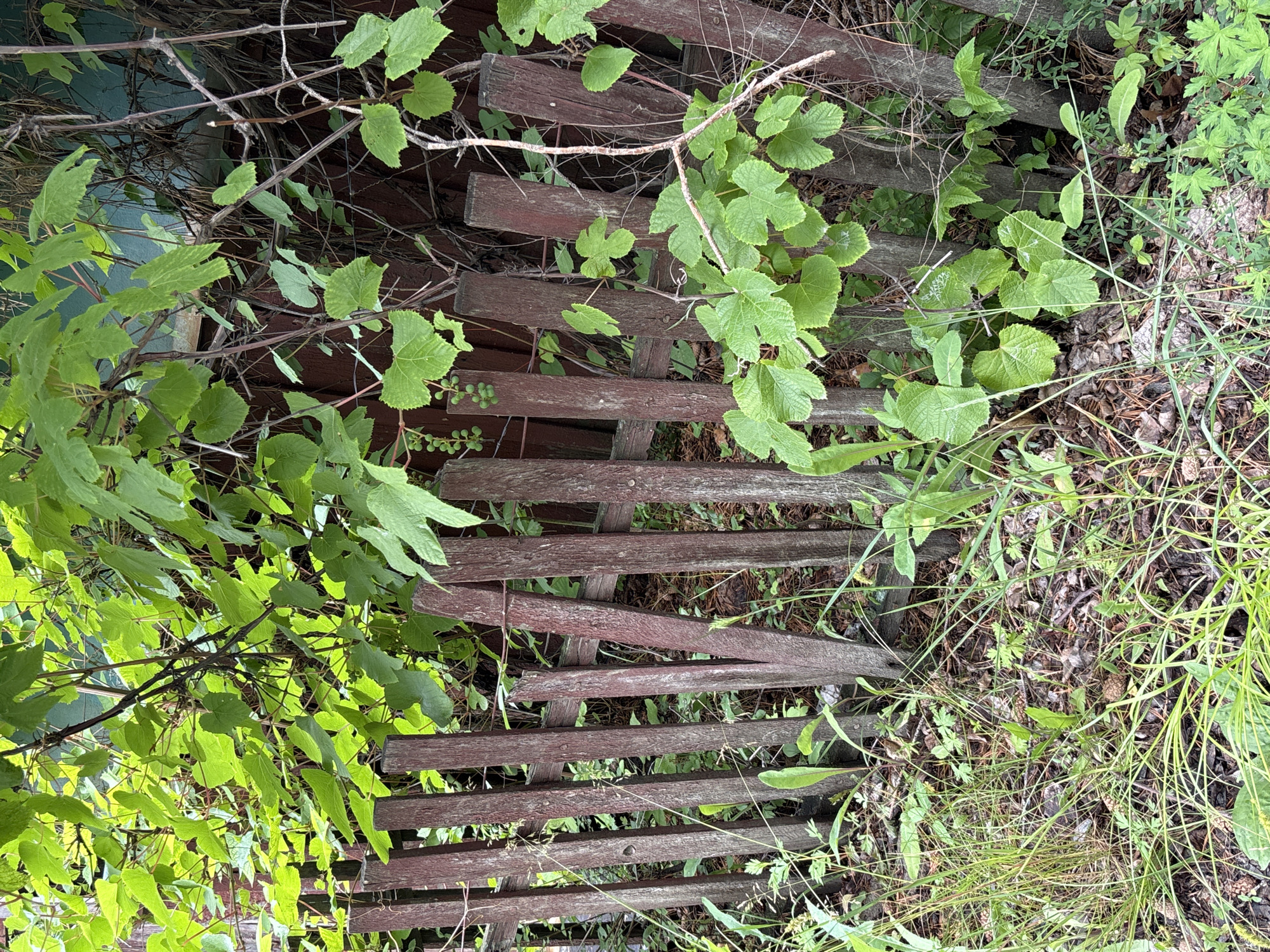 This is a close-up, eye-level outdoor shot of a weathered, leaning wooden picket fence partially obscured by lush green foliage. The fence is constructed from dark, reddish-brown wooden pickets, some of which are cracked and bowed, indicating age and disrepair. Several pickets are notably leaning inwards. The background consists of more dense greenery, possibly vines or bushes, with some darker branches visible. The ground in the foreground is covered with a mix of dry leaves, pine needles, and various green plants and grass. There are no people or animals present in the image. The scene appears to be a neglected or overgrown area, possibly a backyard or a border in a rural or semi-rural setting. The lighting suggests it is daytime, with sunlight filtering through the leaves, creating dappled light and shadows. The overall impression is one of natural overgrowth and decay.