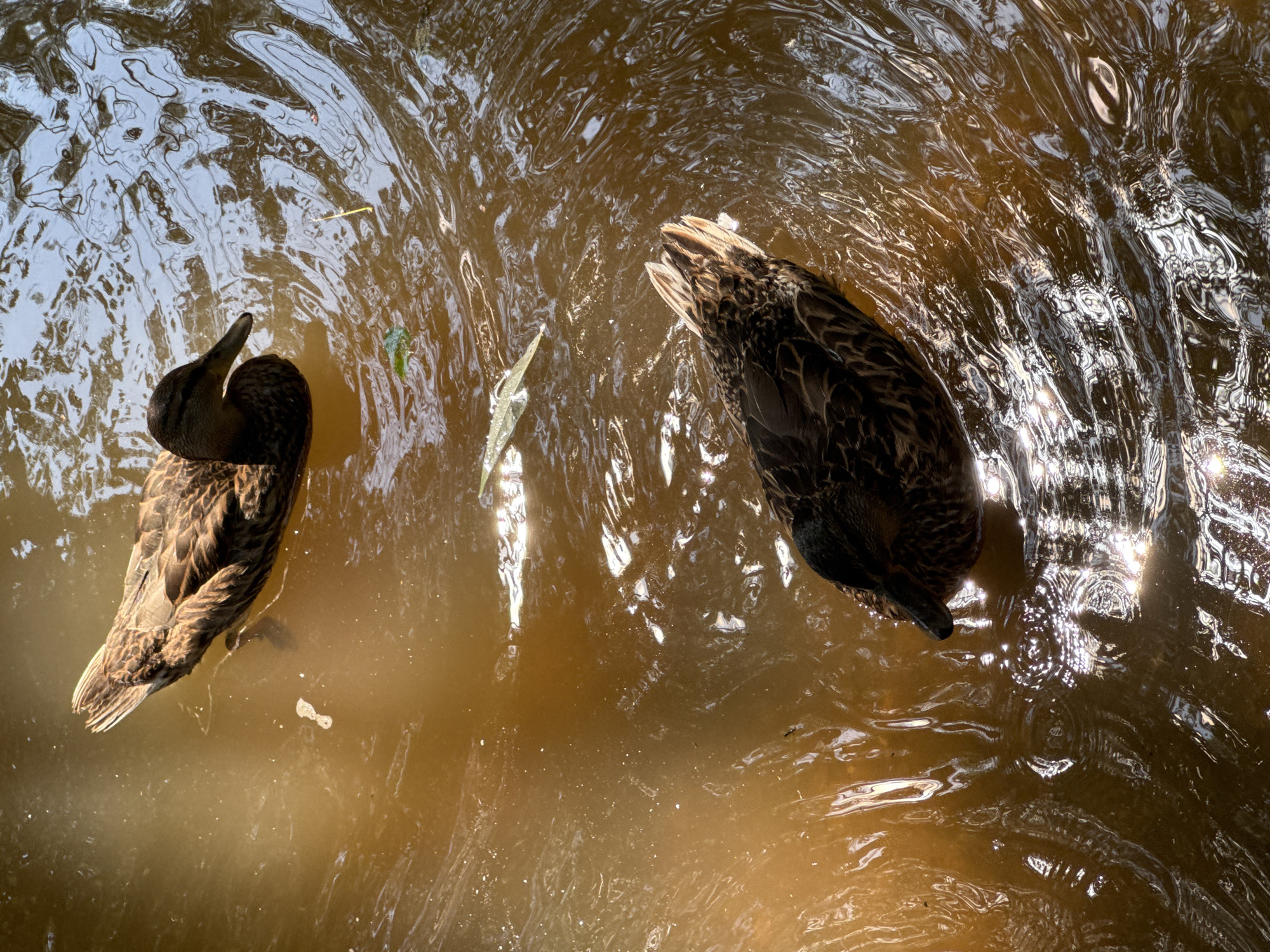 Two ducks are swimming in murky brown water. The duck in the foreground is facing away from the viewer, with its head submerged. The duck in the background is facing to the right, with its head held high. The water is rippling and reflecting the sunlight, creating a shimmering effect. There are some fallen leaves and debris floating on the surface of the water. The scene appears to be a natural body of water, possibly a pond or lake. The provided context of Ufa, Russia, is not visually evident in the image.