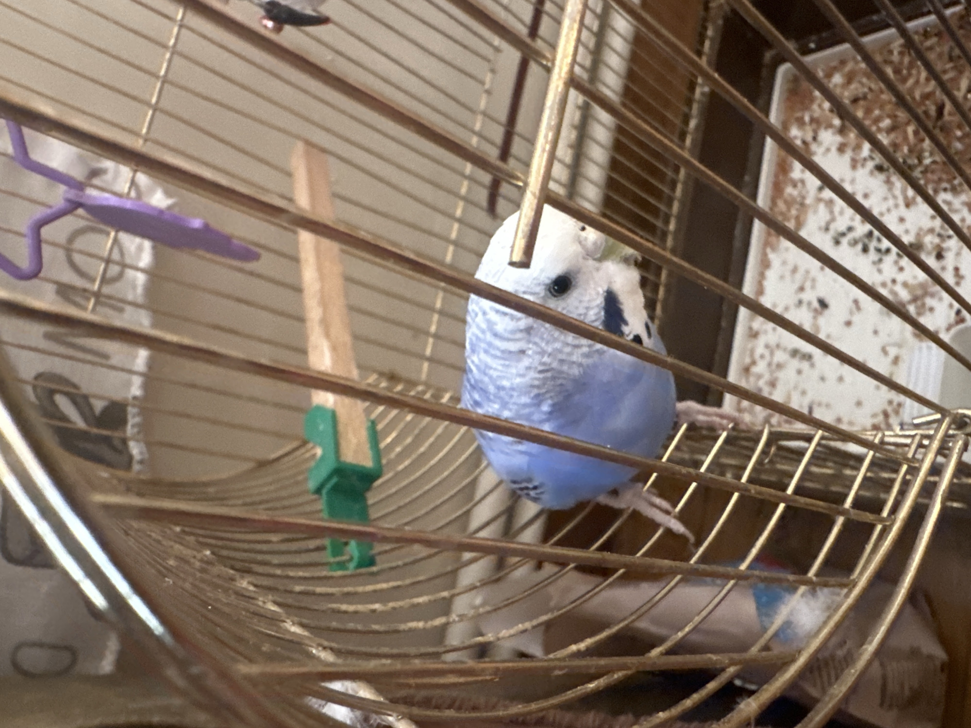 A close-up, indoor shot shows a light blue budgie inside a brass birdcage. The budgie is positioned in the center-right of the frame, facing forward with its head tilted to the left. Its body is mostly visible, with delicate blue and white stripes on its wings and head. Its eye is dark and round. The birdcage has thin, vertical brass bars and a wider, curved brass bar in the foreground, creating a sense of depth. A wooden perch is visible across the middle of the cage, and a small green plastic clip is attached to it. Towards the top of the cage, a purple plastic toy with a curved handle hangs from a bar. The bottom of the cage contains a white tray with scattered seeds and debris. The background is blurred, showing hints of a patterned surface and other objects within the room. The lighting is soft and diffused. The location is Unknown, Unknown.