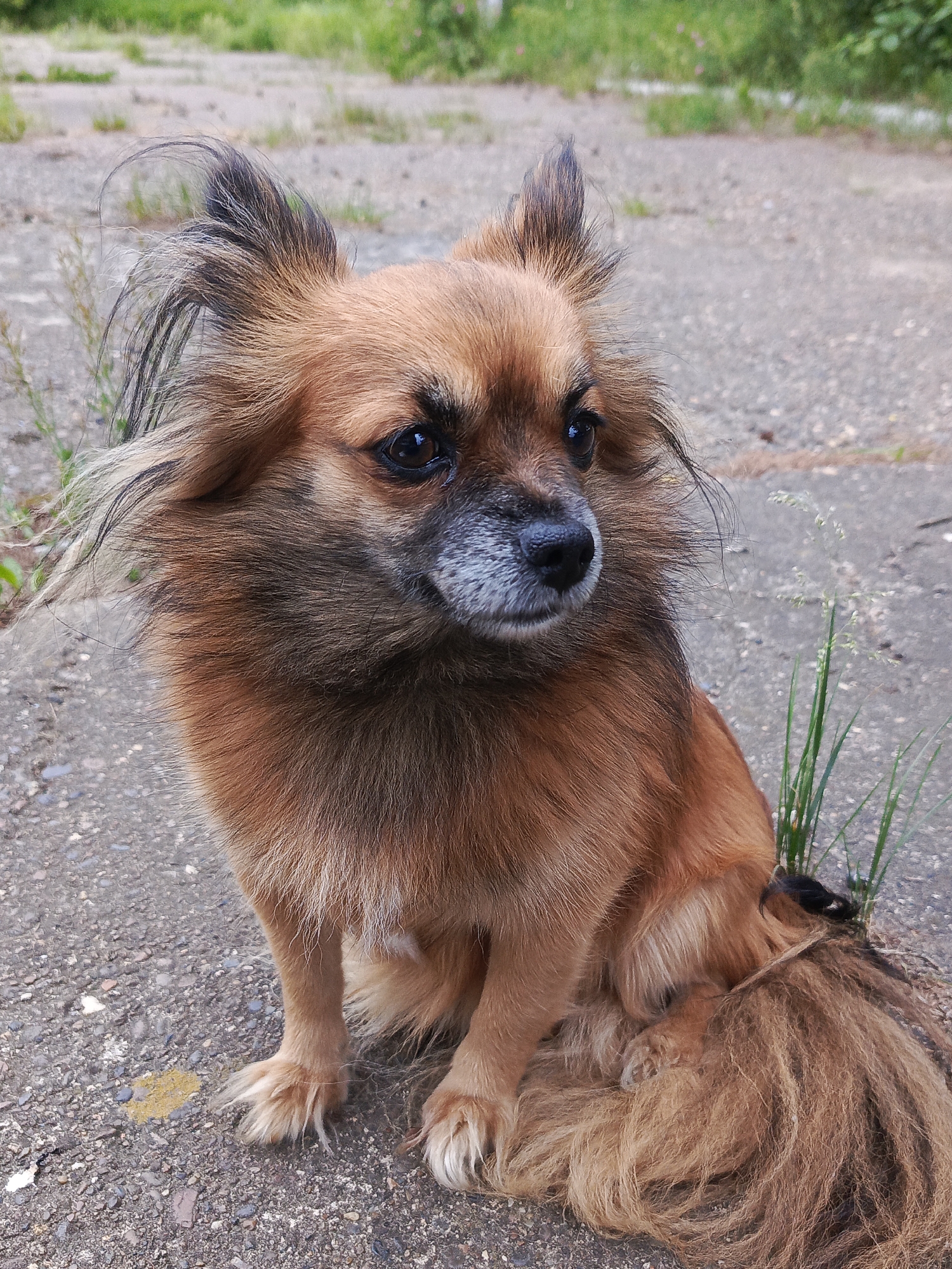 A small, long-haired, tan and black dog with a bushy tail is sitting on a paved surface with sparse green vegetation in the background. The dog is facing to the right of the frame, with its head turned slightly to the left. Its fur is a mix of tan, brown, and black. The dog's ears are pointed upwards, and its tail is curled around its body. The paved surface appears to be asphalt or concrete, with some gravel and debris visible. The background consists of blurred green foliage, suggesting an outdoor setting. The scene is likely located in Chaikovsky, Russia, given the provided location context.