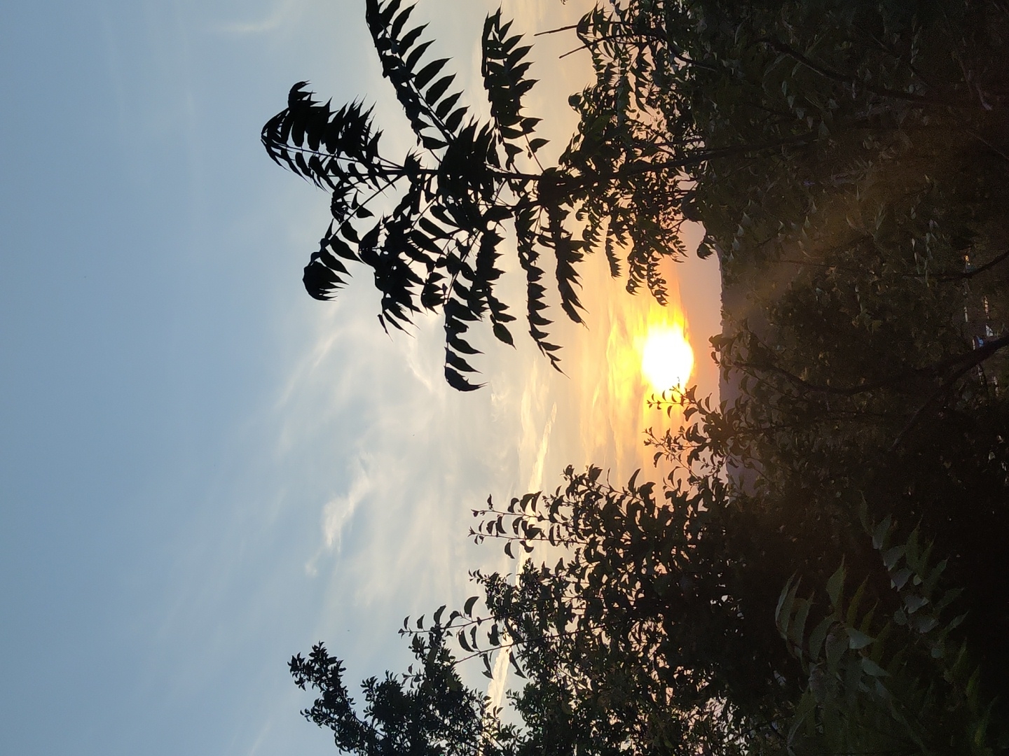 The image captures a sunset or sunrise over a landscape identified as Pisanets, Bulgaria. A bright, circular, yellow-orange sun is prominently situated low on the horizon, positioned slightly right of the vertical center. The sky above transitions from a light blue at the top to warm orange and yellow hues near the horizon, populated by scattered, wispy, horizontal clouds.
The foreground and lower midground are dominated by dense, dark green foliage, primarily trees and bushes, almost entirely silhouetted against the radiant sky. On the left side, a cluster of broadleaf trees forms a dark, irregular mass extending upwards. On the right, a distinct tree with larger, serrated or elongated leaves is sharply silhouetted, reaching into the upper right quadrant. Subtle rays of sunlight are visible penetrating through gaps in the lower foliage, illuminating parts of the scene with a warm glow. The distant background consists of dark, undulating terrain, likely hills or mountains, obscured by shadow and the low sun. No human figures, animals, or clear man-made structures are discernible in the scene.