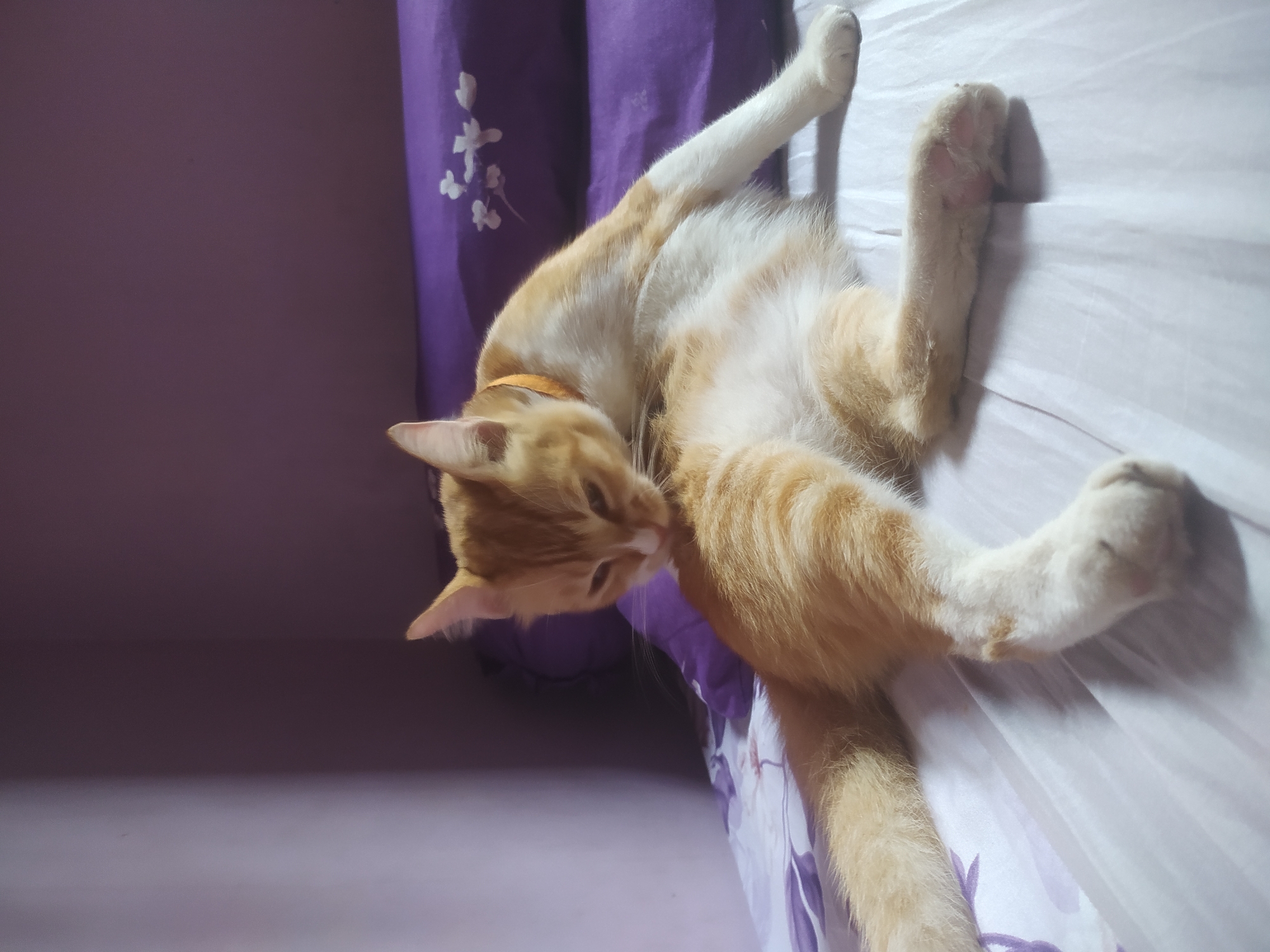 An orange and white cat is lying on a bed, grooming its fur. The cat is positioned on its side, with its hindquarters raised and its head bent down towards its abdomen. It is licking its fur with its tongue. The bed is covered with a white sheet that has a purple floral pattern. Behind the cat, there are two purple pillows. The background appears to be a wall, which is a muted purple color. The lighting in the room is soft, casting shadows on the bed and wall. The overall scene depicts a domestic setting, likely a bedroom.