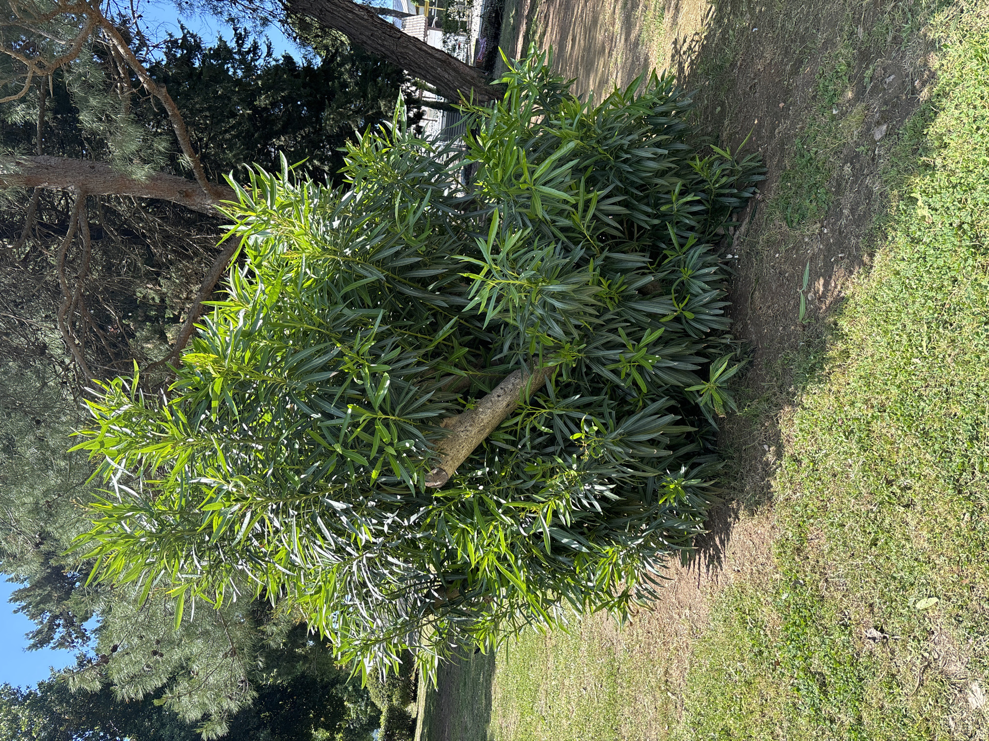 The image shows a dense green shrub in a park-like setting in Budva, Montenegro. The shrub is surrounded by grass and dirt. A tree branch extends through the middle of the shrub. Other trees are visible in the background, along with a building. The weather appears sunny.