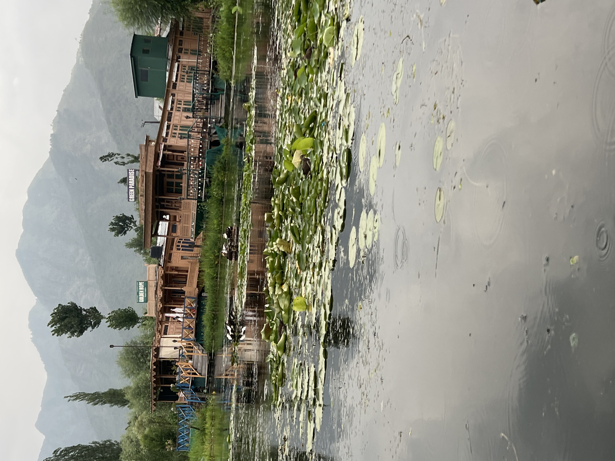 This image captures a serene view of a houseboat on a lake, likely in Srinagar, India, given the presence of the distinctive Kashmiri houseboats. The scene is dominated by a long, wooden houseboat, intricately decorated with carved wooden balconies and windows, reflecting gently in the calm water. A second houseboat, partially visible, is moored alongside. The water is covered with a thick carpet of green lily pads, with some lily flowers also visible, adding a touch of natural beauty to the composition.
In the background, a lush green hillside or mountain range rises, shrouded in a soft, misty haze, suggesting overcast or rainy weather. The sky appears to be a uniform gray, indicating it's likely a cloudy day, possibly during the monsoon season or simply a damp day. Raindrops are visibly disturbing the surface of the water, creating concentric ripples, further reinforcing the impression of rain.
Trees, some tall and slender, and others shorter and bushy, are scattered along the banks and on the houseboat itself, adding to the verdant atmosphere. The overall mood is peaceful and tranquil, with a sense of quietude enhanced by the natural elements and the soft lighting.
Two signs are visible on the houseboats. One, closer to the foreground, reads "GOLDEN HOPE." Further up the houseboat, another sign clearly states "GREEN PARADISE." These names suggest the houseboats are part of a hospitality service, likely offering accommodation to tourists. The absence of people in the frame contributes to the feeling of solitude and calm, inviting the viewer to imagine a peaceful retreat.