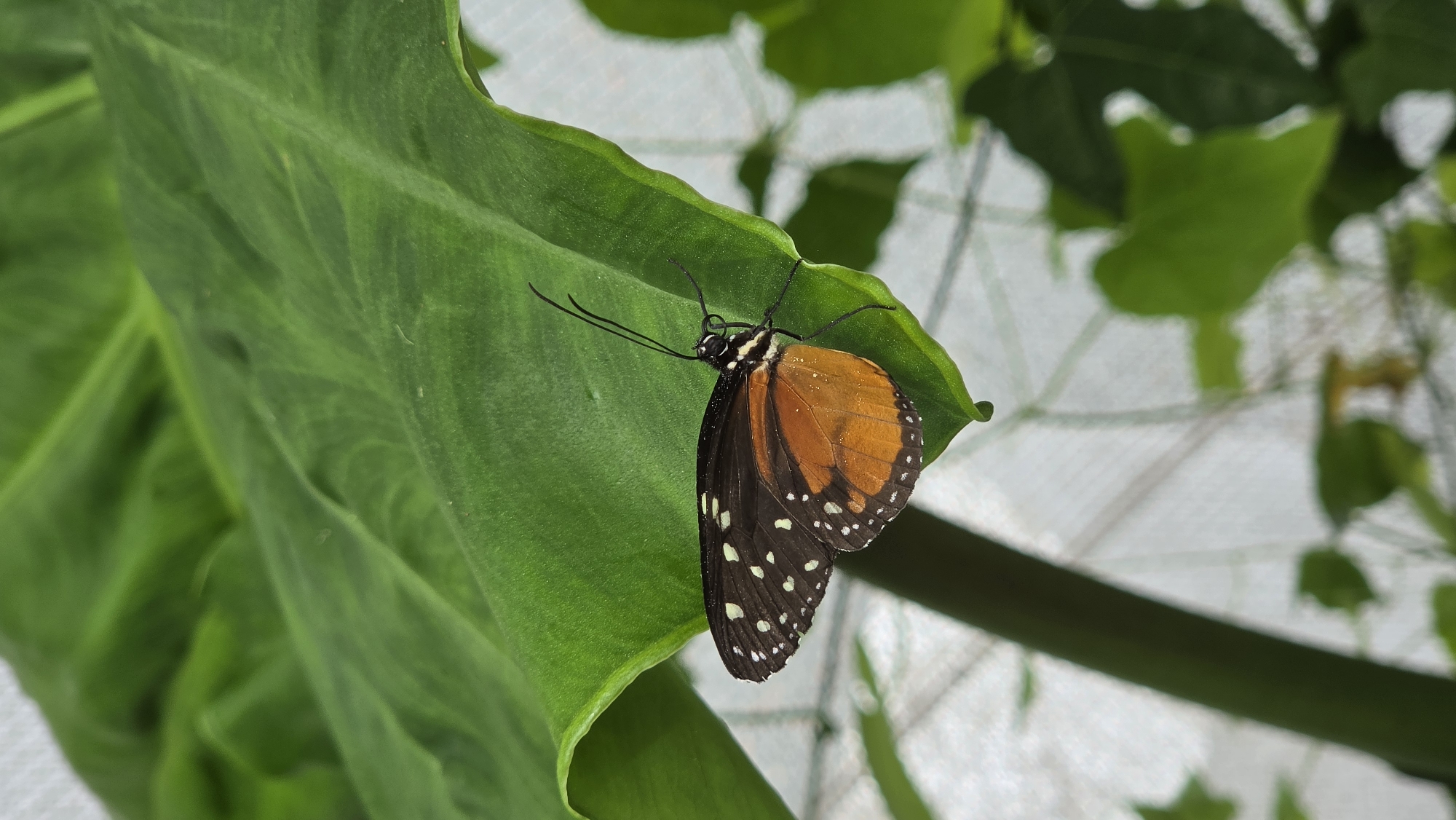 A butterfly with orange and black wings with white spots rests on a large green leaf. The butterfly is positioned on the right side of the leaf, facing left. The background is blurred and appears to be a greenhouse or garden setting with a white netting structure visible. The image is taken from a slightly high angle.