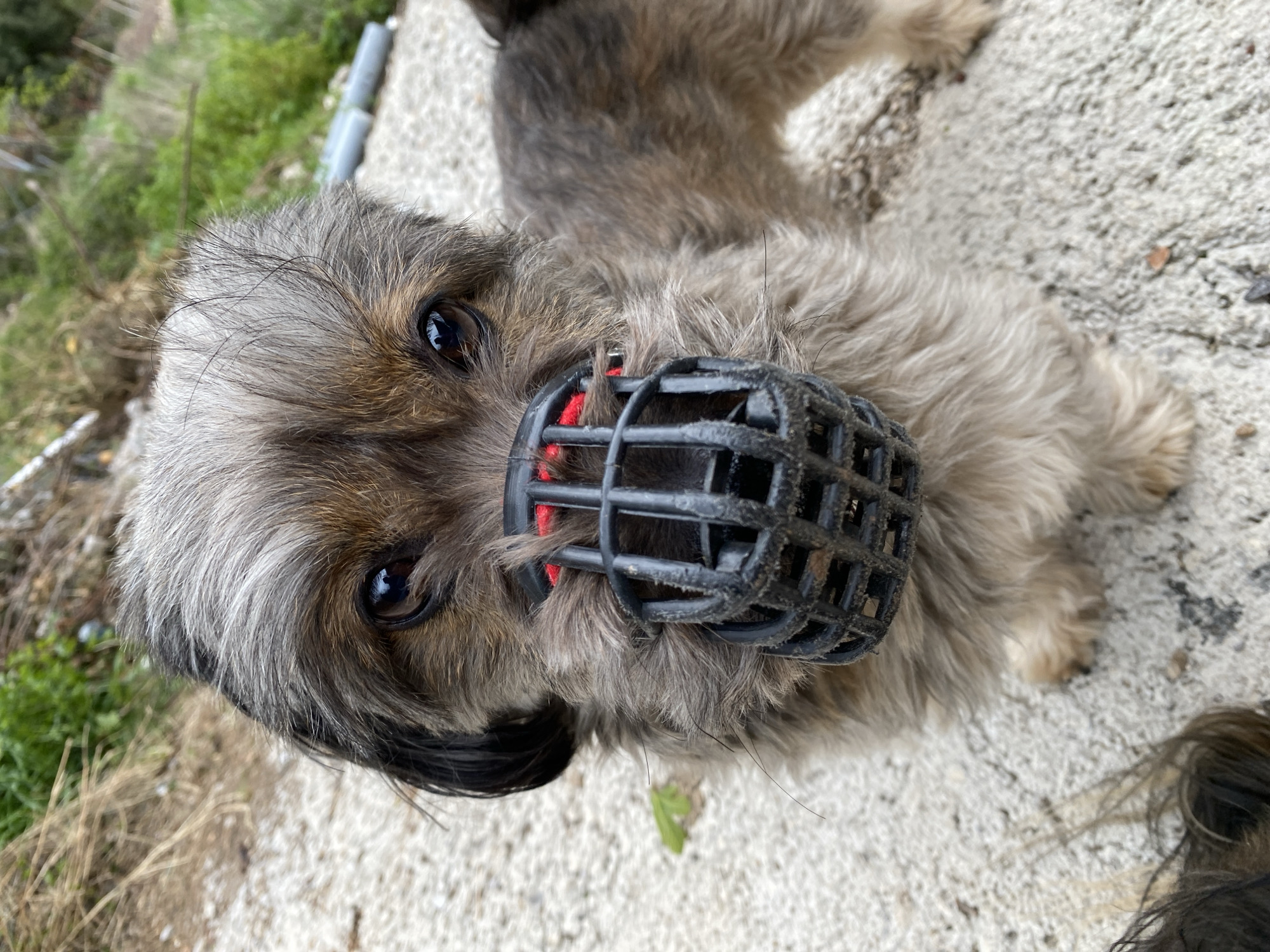 A close-up, top-down view depicts a small dog with gray and brown fur wearing a black plastic muzzle with red accents. The dog is lying on a textured gray surface, possibly concrete. The dog's eyes are visible and focused upwards. In the background, blurred vegetation and concrete structures are visible. Location information states Budva, Montenegro, though no features identifying the location are visible.
